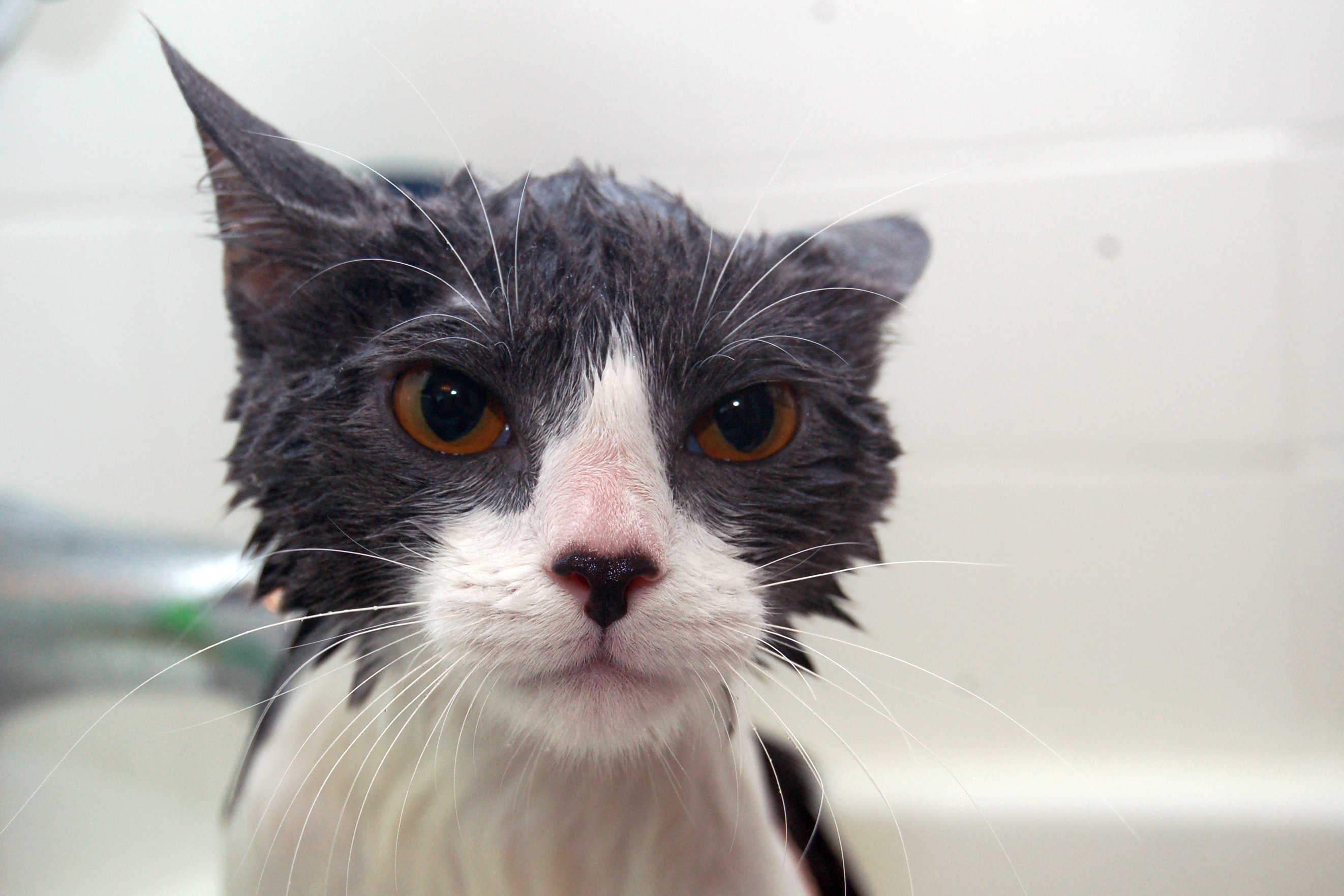 Мокрая киска с разговорами. Мокрая кошка. Мокрый котенок. Промокший кот. Мокрая кошечка.