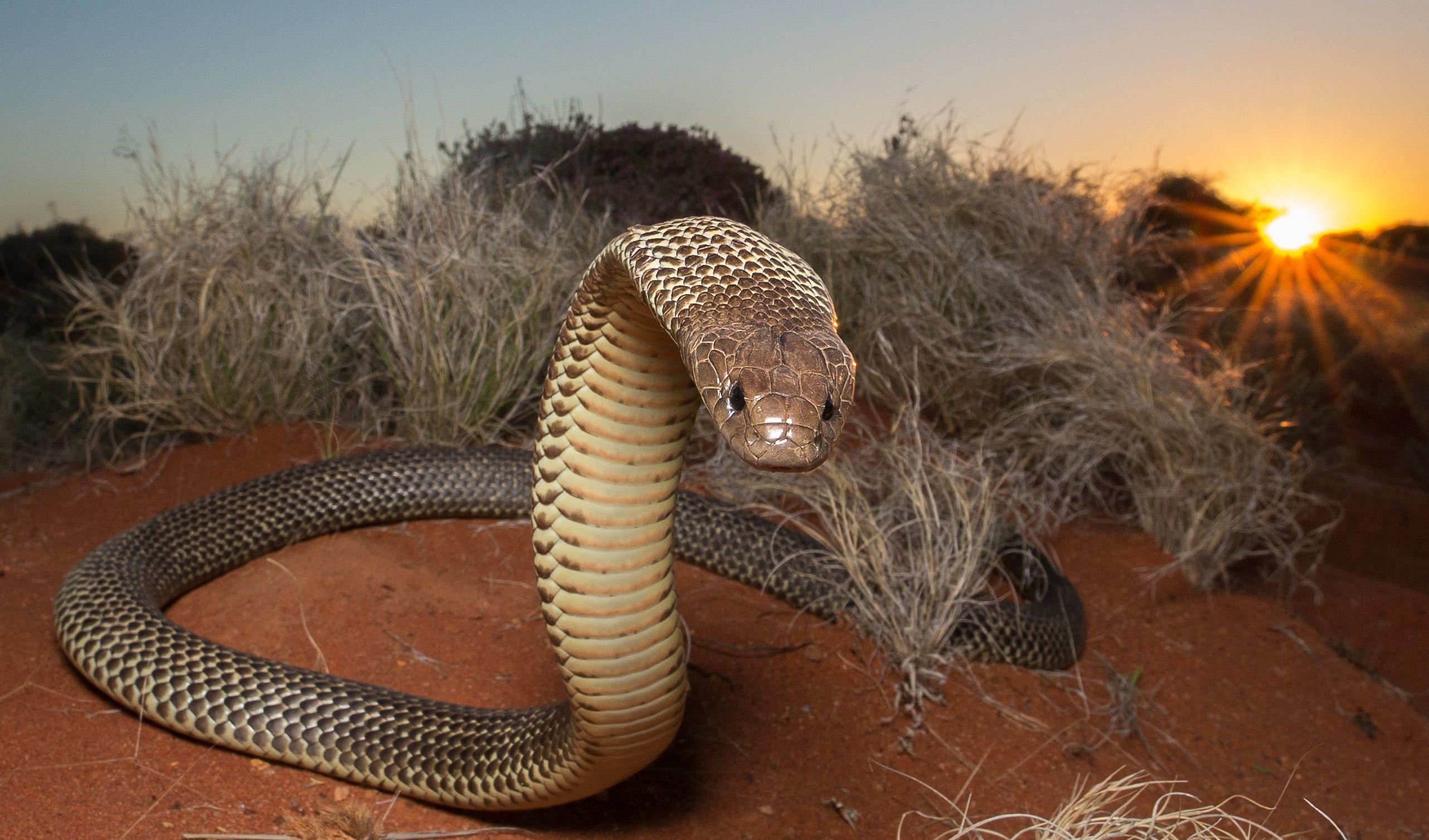 Мир про змей. Мульга змея. Египетская пустынная Кобра. Тайпан змея Австралии. Южноафриканская щитковая Кобра.