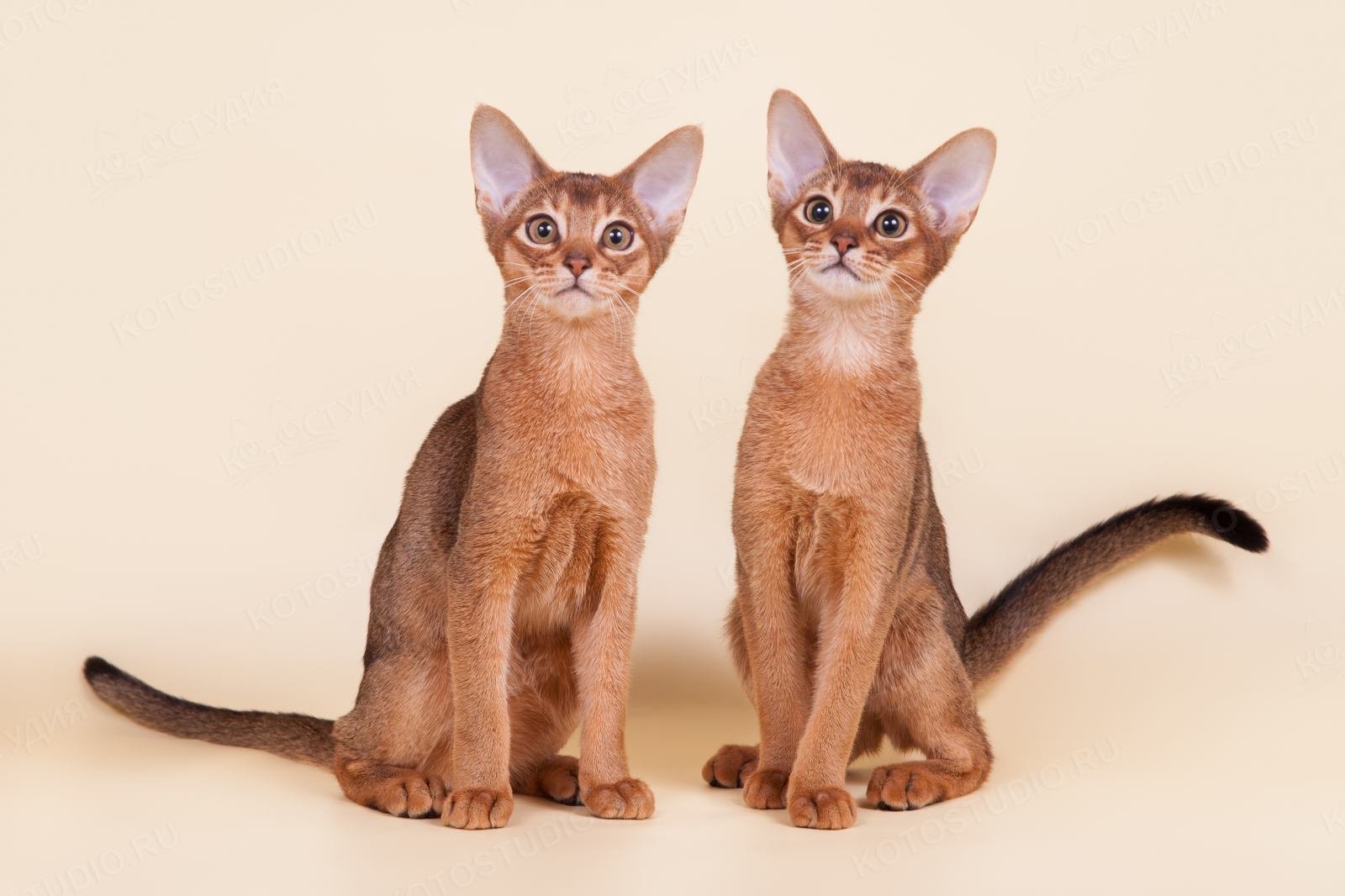 Фотографии абиссинскую породу. Абиссинская кошка. Кот породы абиссинец. Абиссинская порода кошек Абиссинская. Абиссинские котята.