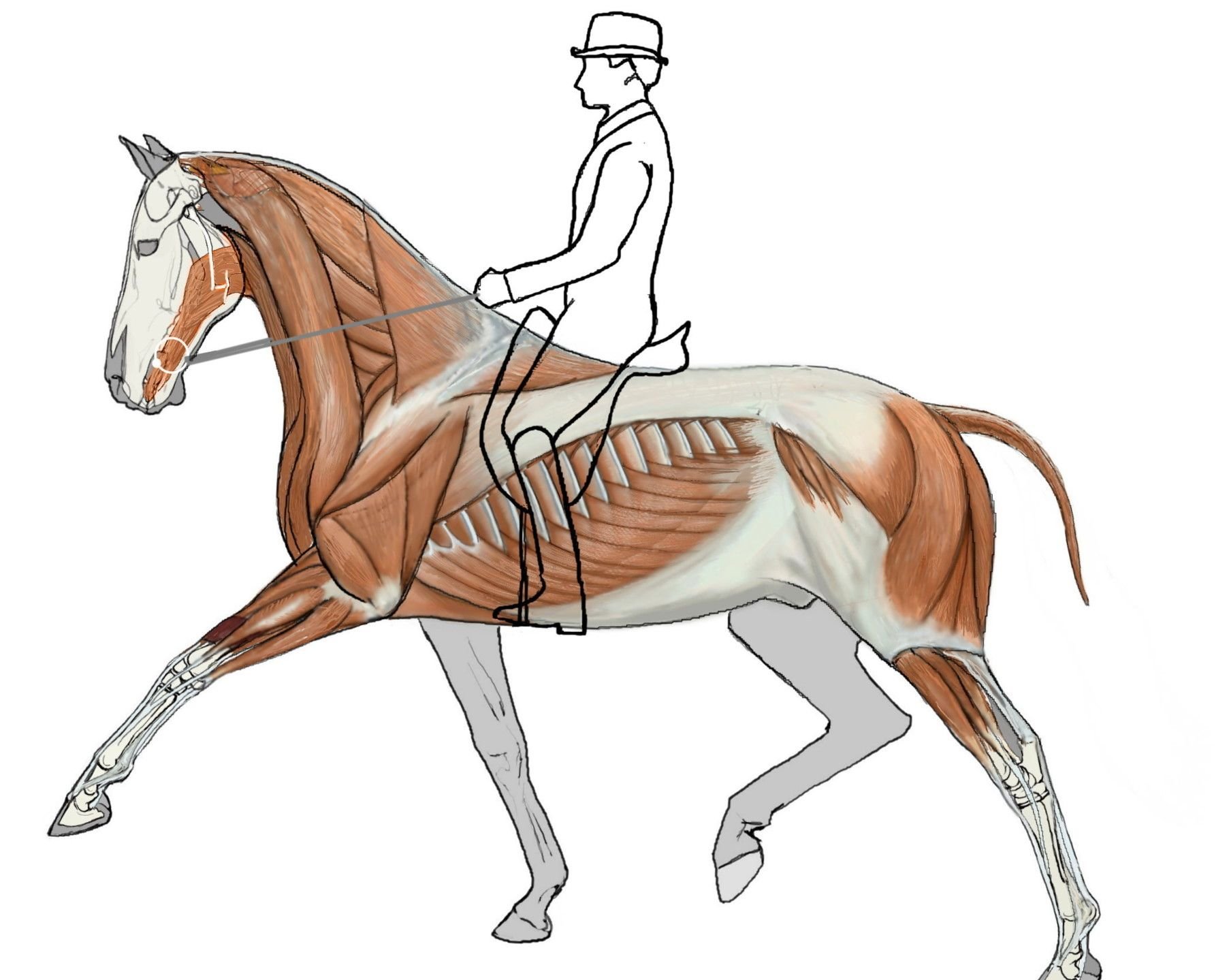 Передвижение лошади. Лошадь референс анатомия. Лошадь Рефенс. Анатомия лошади в движении. Лошадь сбоку анатомия.
