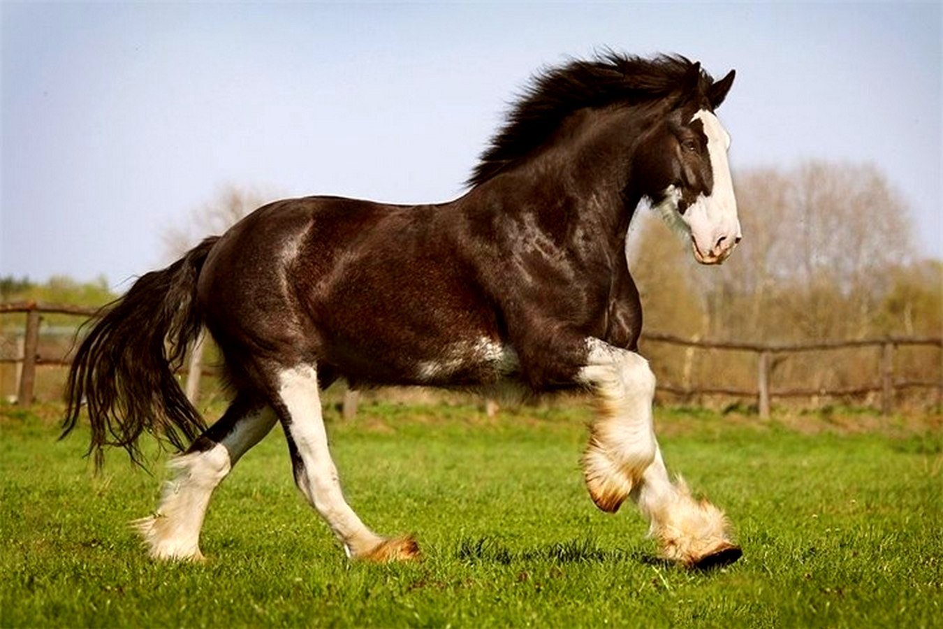 шайр лошадь фото самые красивые