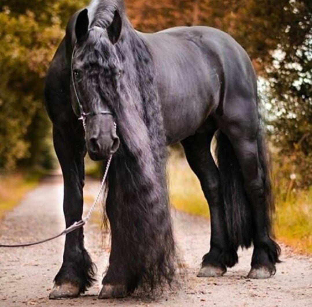 Конь с черной гривой. Фриз Фризская лошадь. Пегая Фризская лошадь. Арабо Фризская лошадь. Фризская лошадь масти.