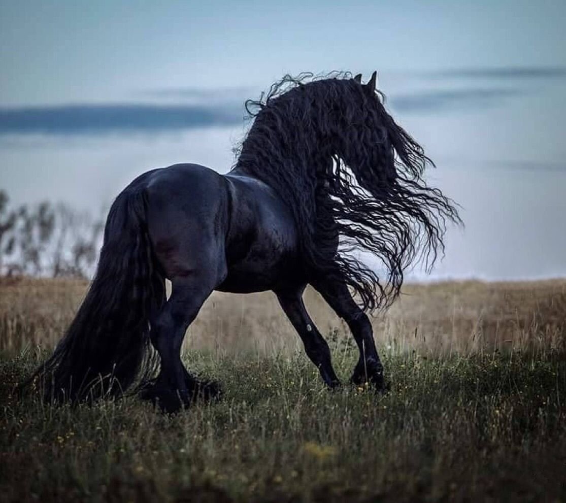 Фризская лошадь фото черный вороной