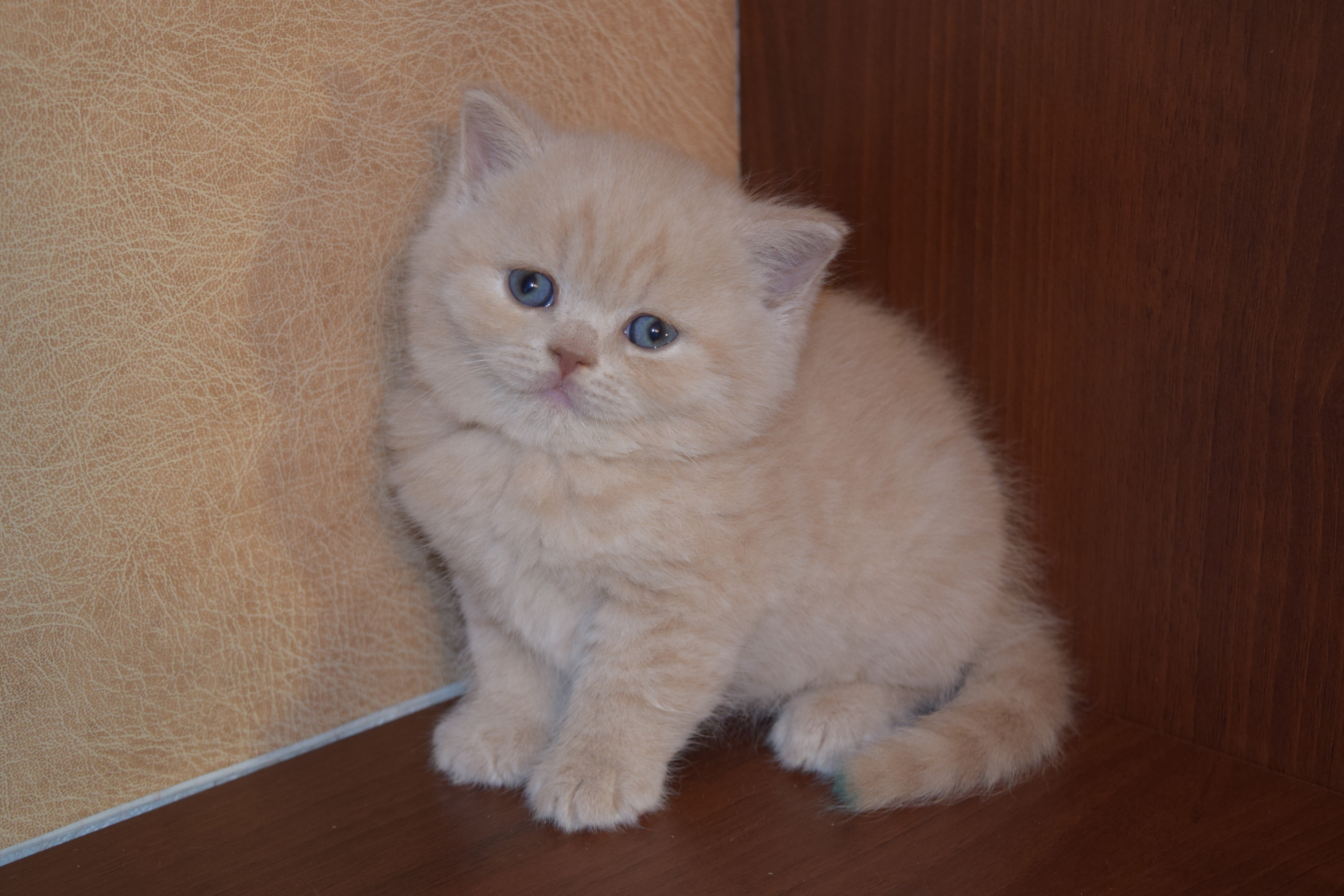 Персиковый шотландский кот прямоухий