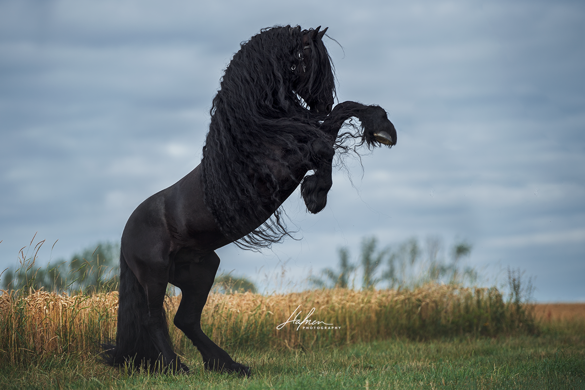Цвет фриза. Фризская лошадь черная Жемчужина. Фризская Вороная. Фриз Фризская лошадь. Пепельно Вороная лошадь.
