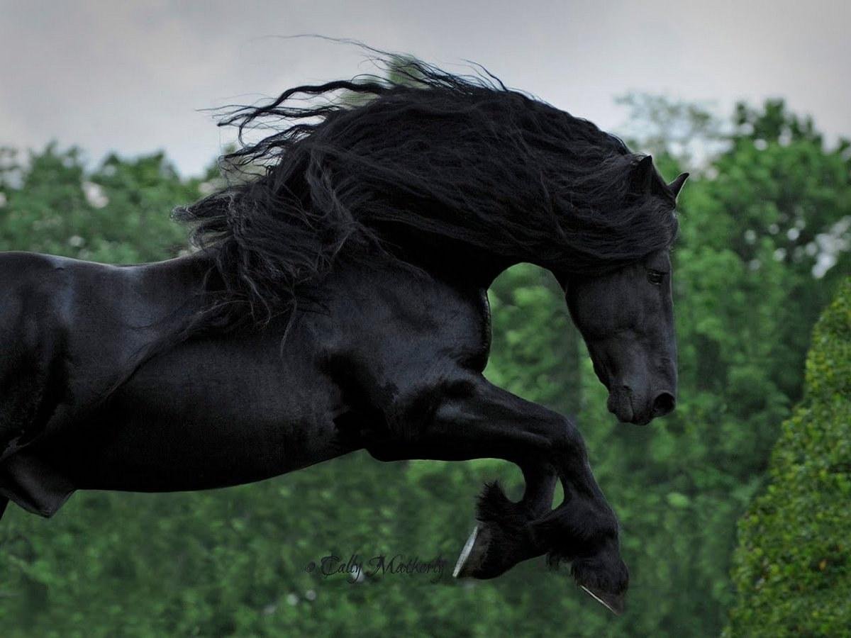 лошадь фото красивые черные