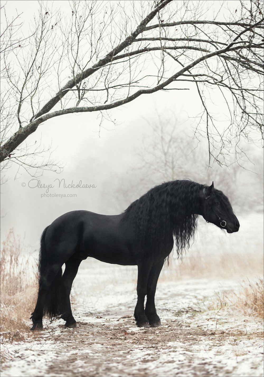Рассмотрите фотографию коричневой лошади с черными. Фризская порода лошадей Вороная. Лошади породы фриз альбинос. Фризская лошадь экстерьер. Фризская лошадь альбинос.