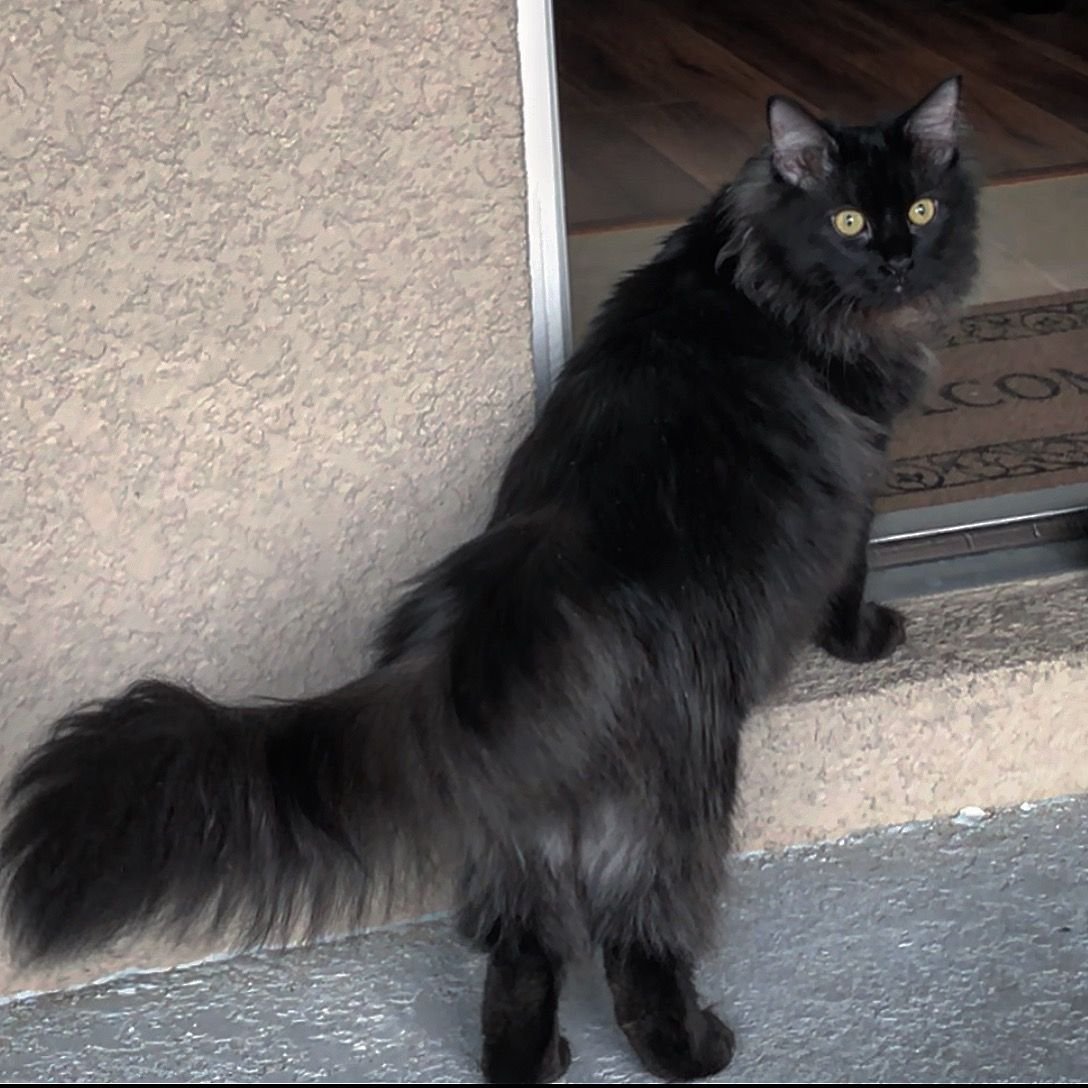 Сибирская длинношерстная кошка черная