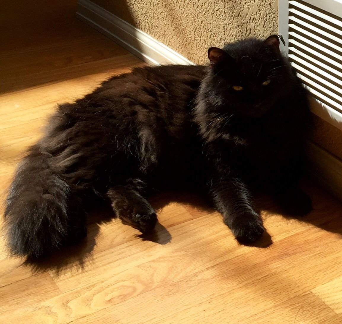 Черный котенок сибирской породы фото