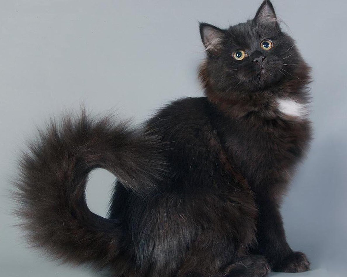 Кот сибирской породы черный