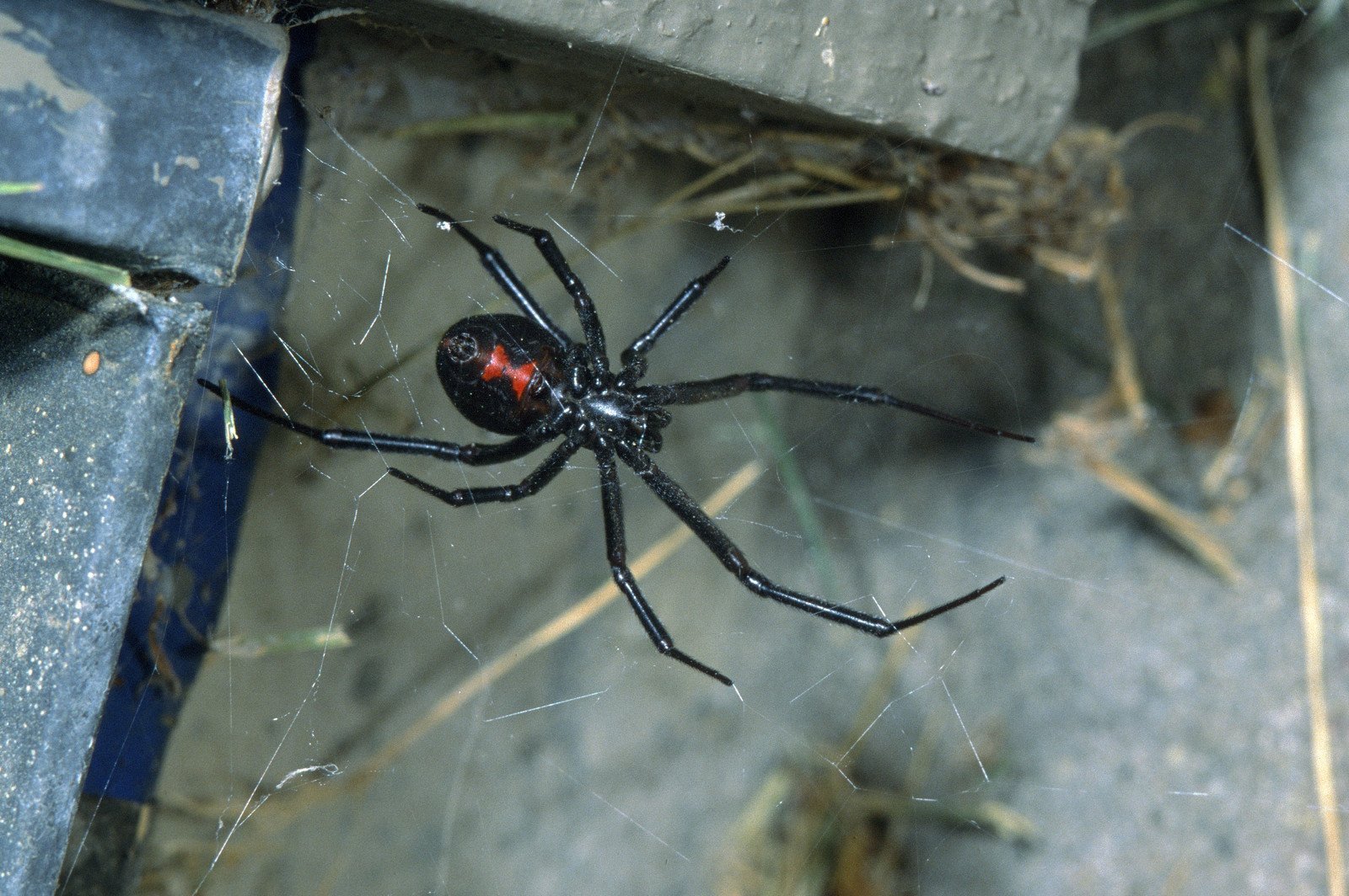 Паучья вдова. Каракурт паук. Черная вдова паук. Чёрная вдова паук самец. Каракурт паук самец.