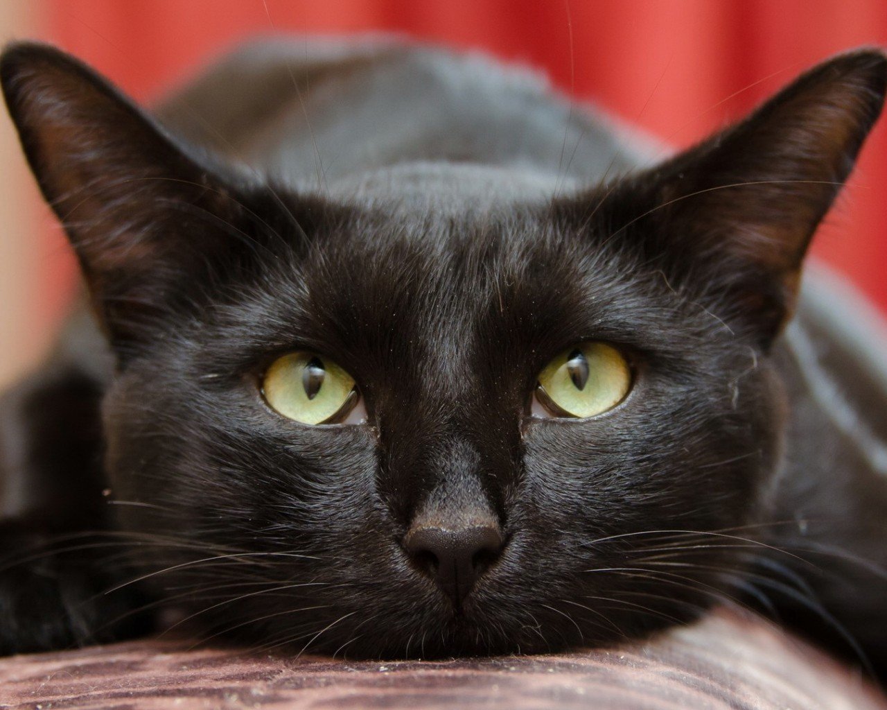 Слушать черная кошка