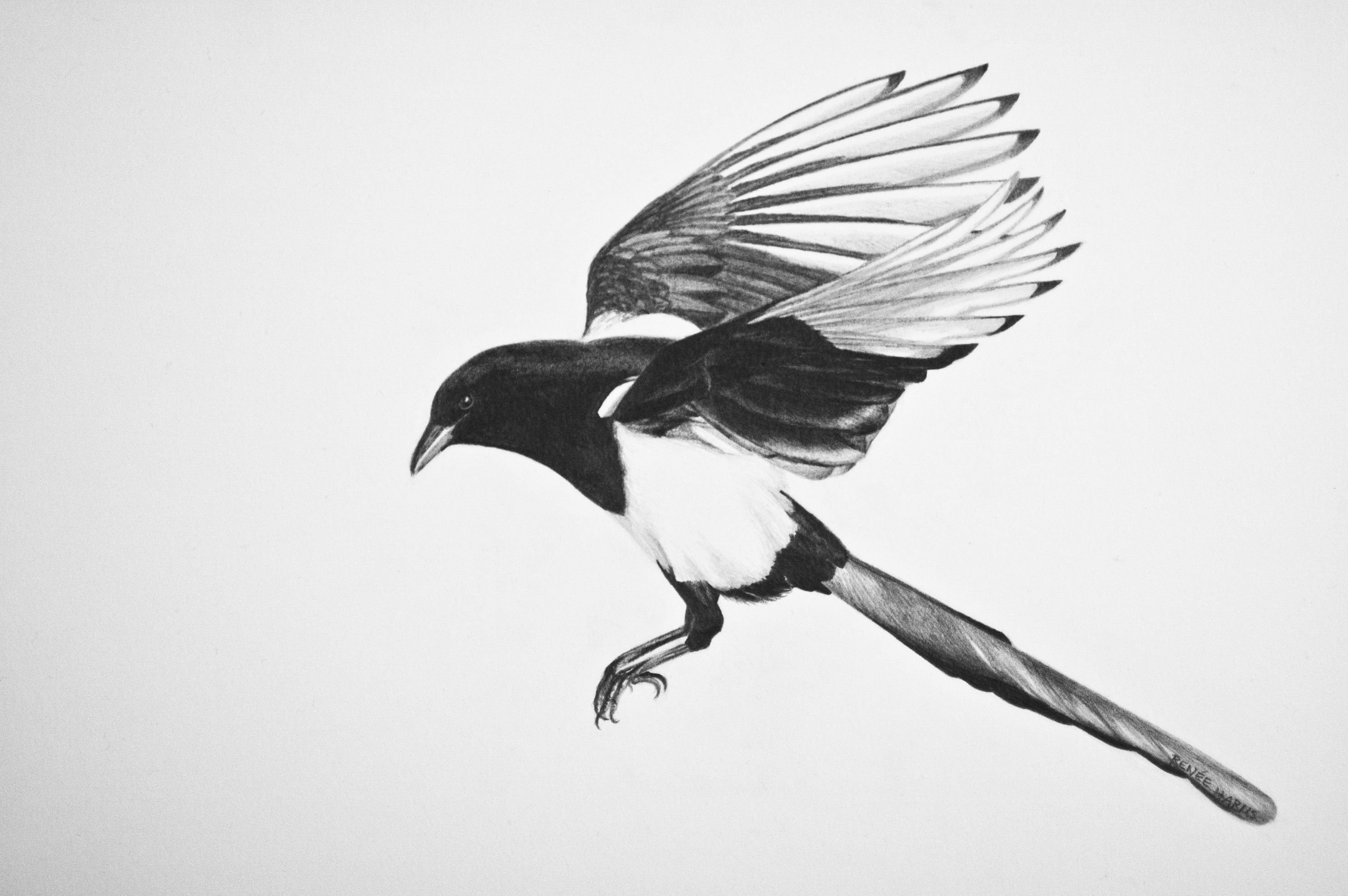 картинки птиц бело черных