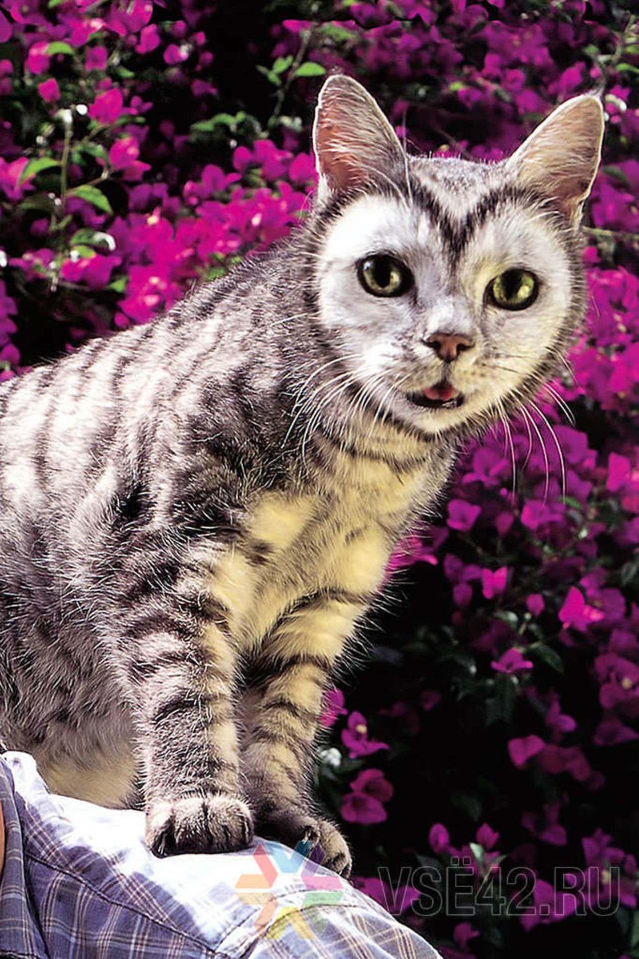 самые красивые фотографии котов