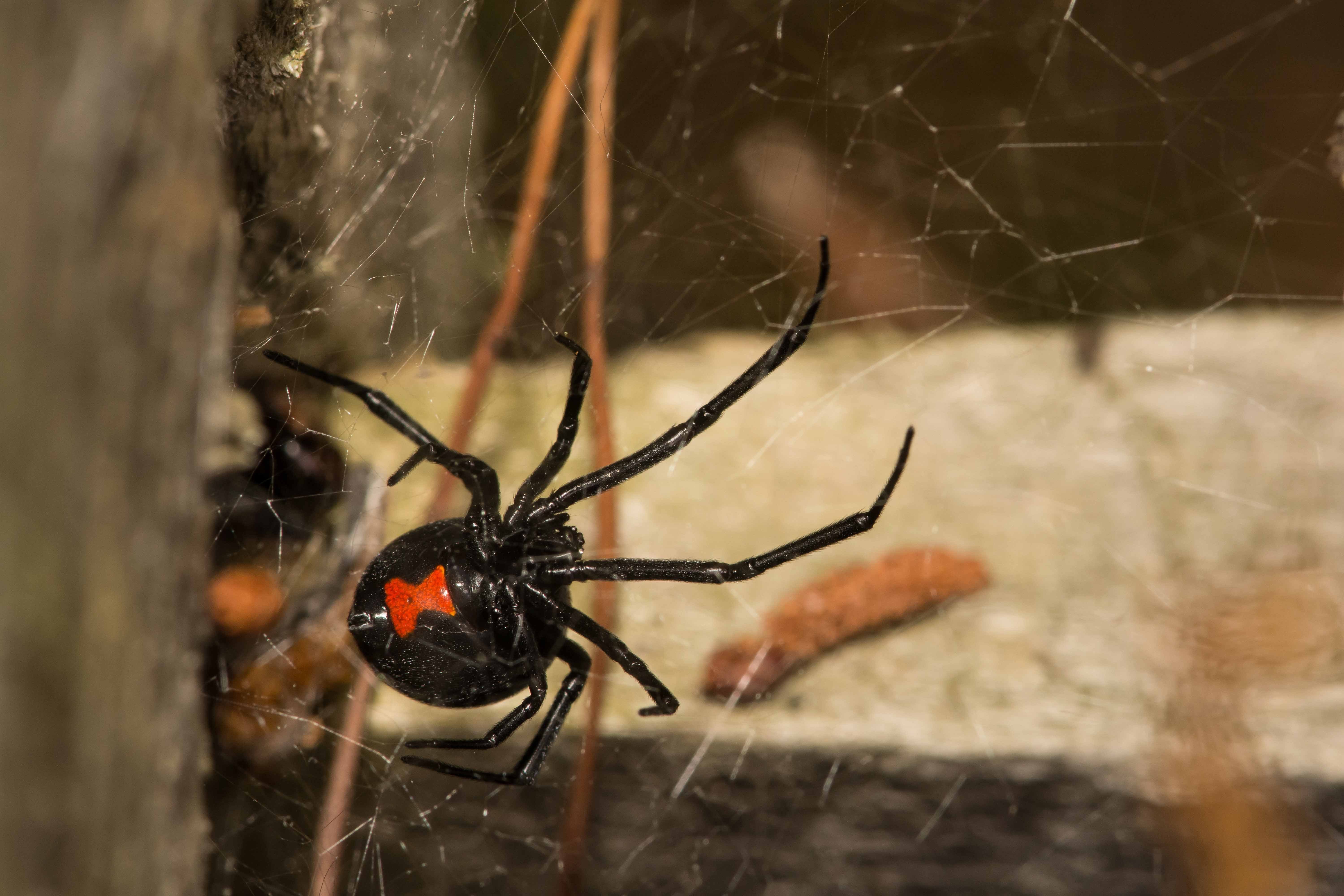 Черный паук с оранжевой полосой