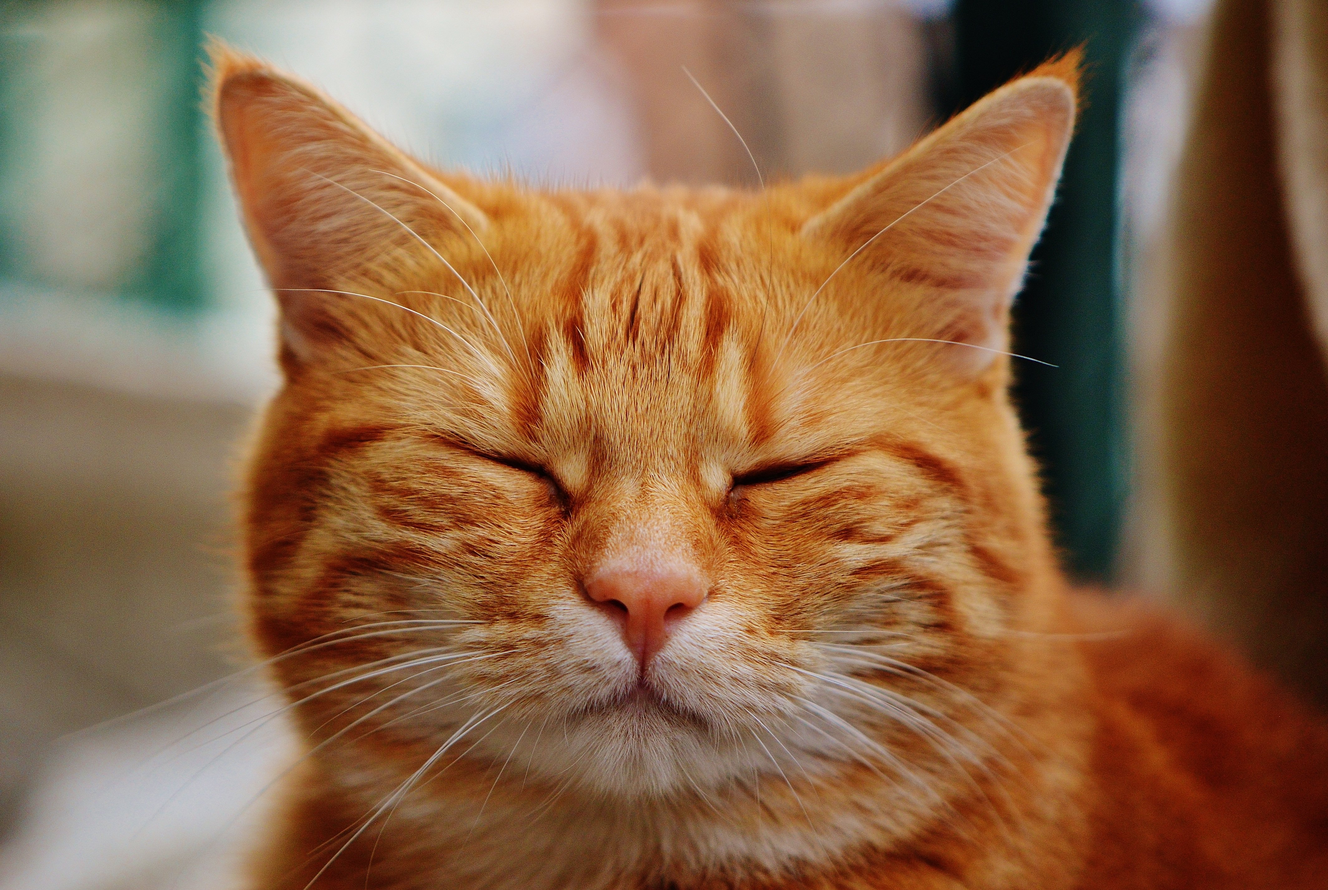 Включи фотографию котов. Тигровый макрелевый табби рыжий. Рыжий кот. Рыжая кошка. Красивый рыжий кот.