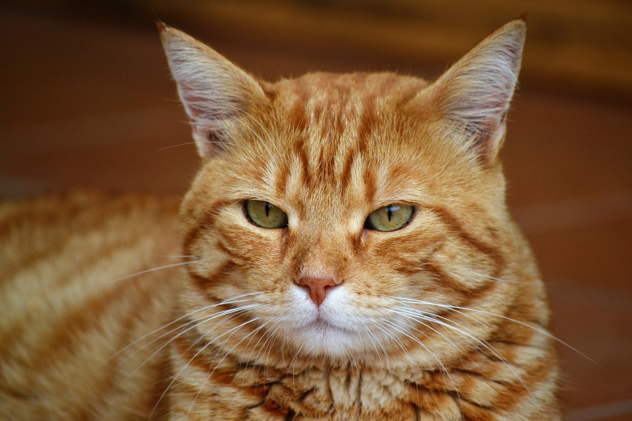 Типы рыжих кошек. Европейская короткошерстная табби рыжий. Европейская короткошерстная кошка рыжая. Макрелевый табби рыжий. Европейский короткошерстный кот рыжий.