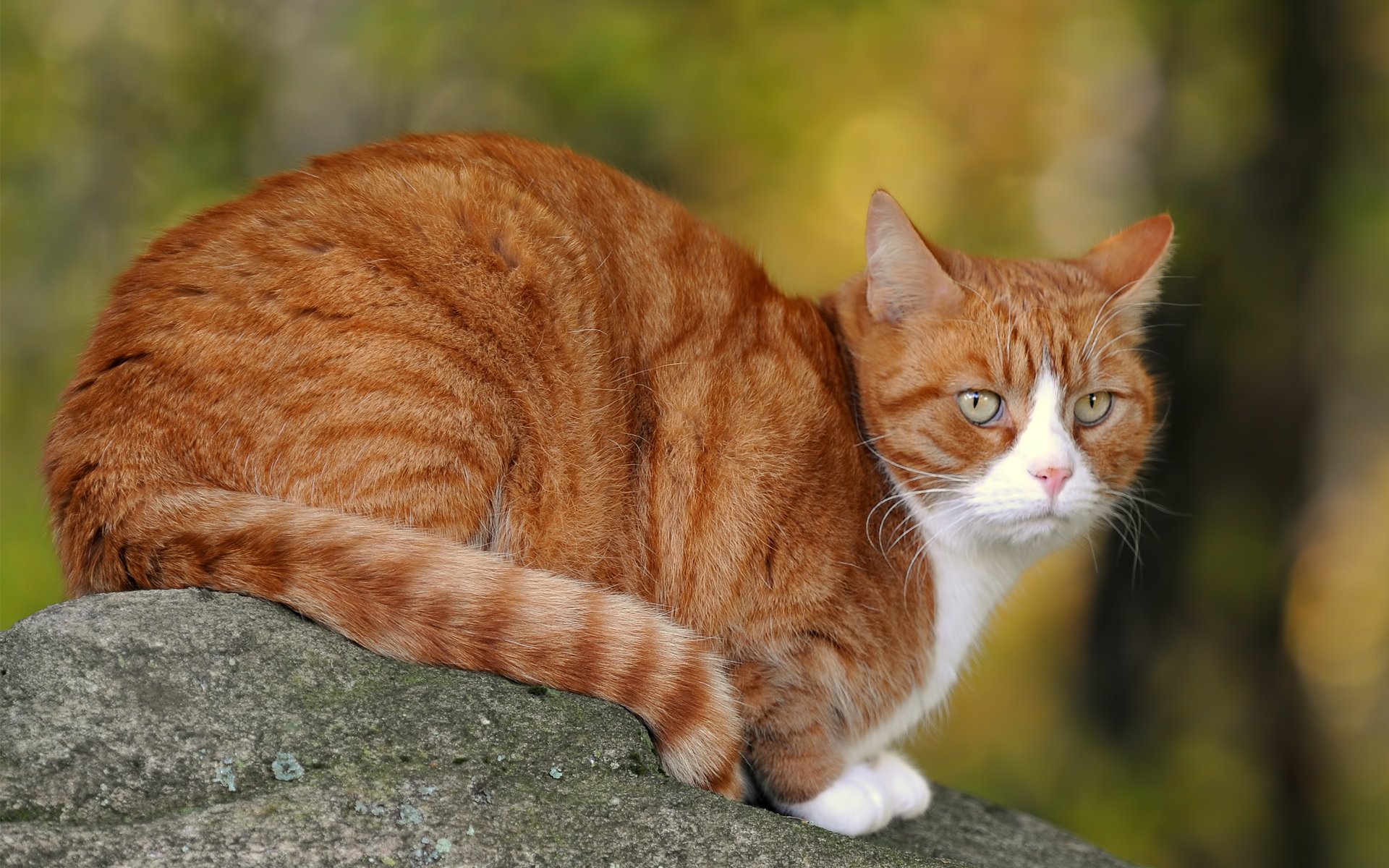 Рыжая полосатая кошка. Сибирский гладкошерстный рыжий кот. Сибирская кошка рыжая короткошерстная. Рыжий полосатый кот порода. Анатолийская короткошерстная кошка рыжая.