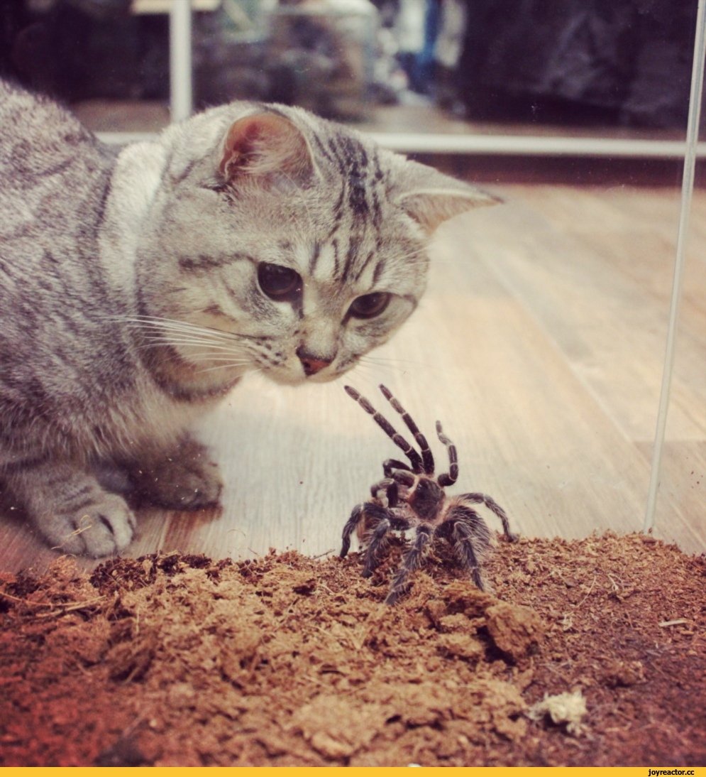 Включи кот паук. Кот паук. Гибрид кота и паука. Котенок и паучок. Милый кот паук.