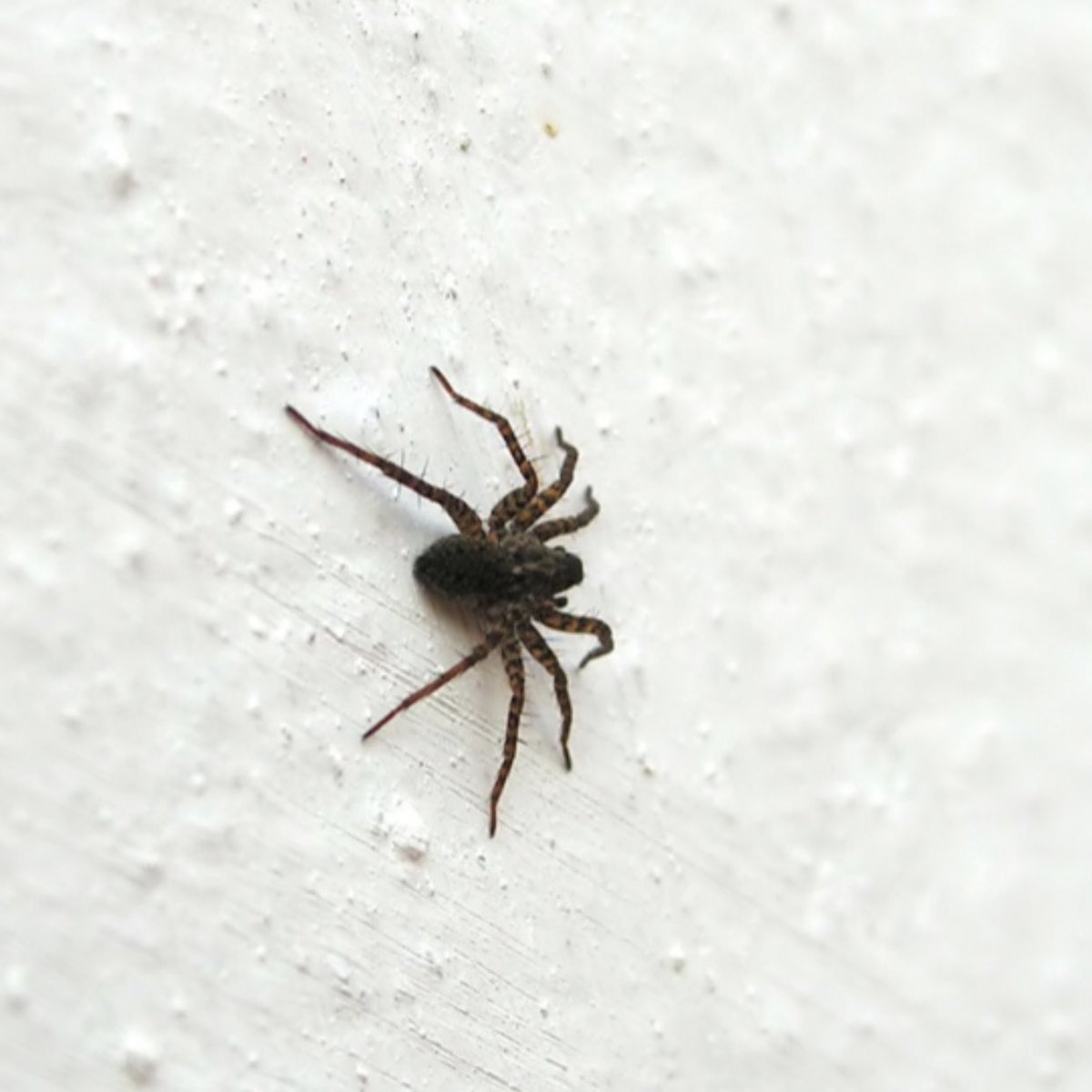 Маленькие домашние пауки. Зубенхакрабийский паук большая особь. Маленький паук. Маленькие паучки. Маленький черный паук.