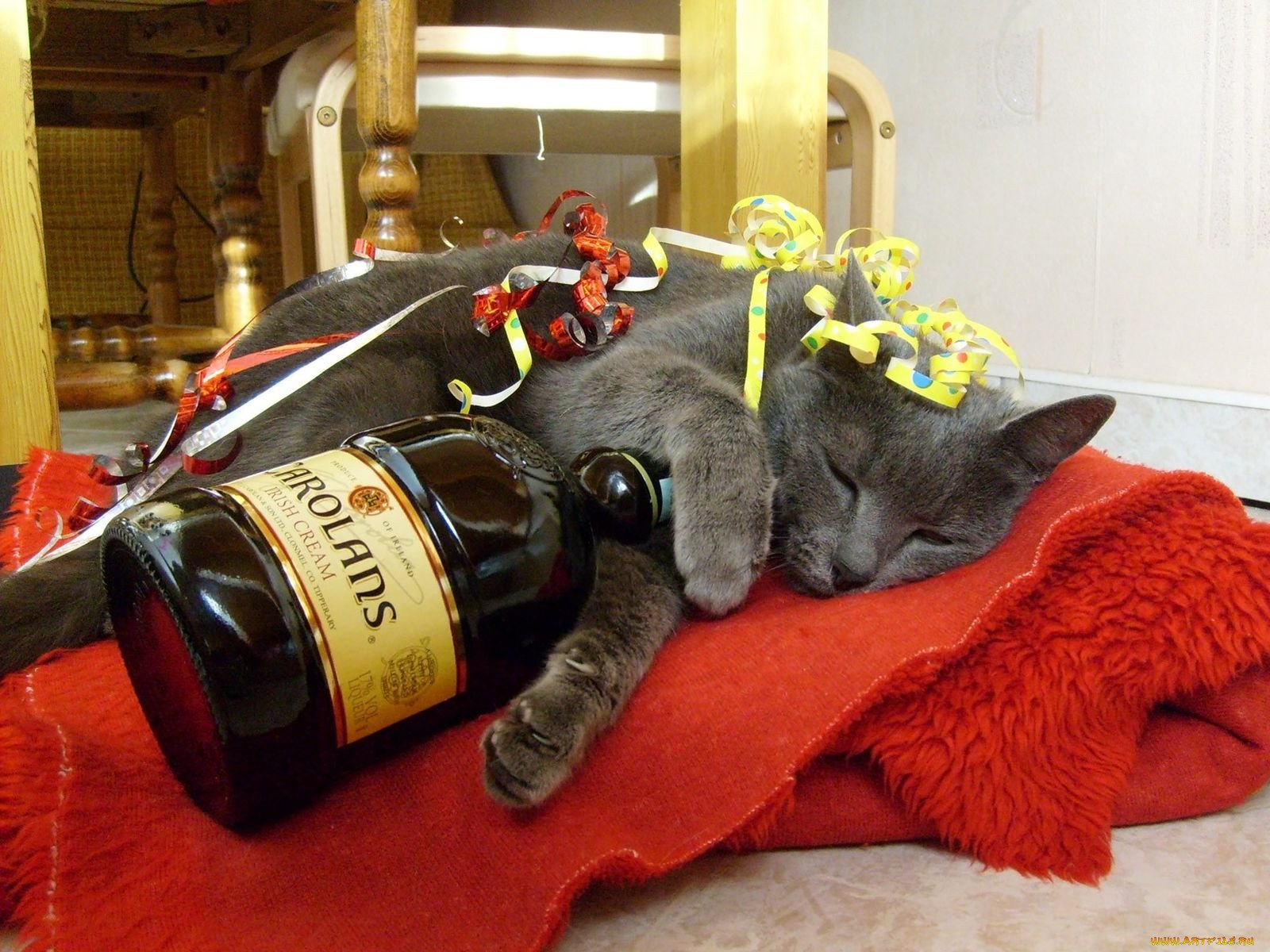 Фото с днем юмора. Кот с бутылкой. Кот и шампанское.