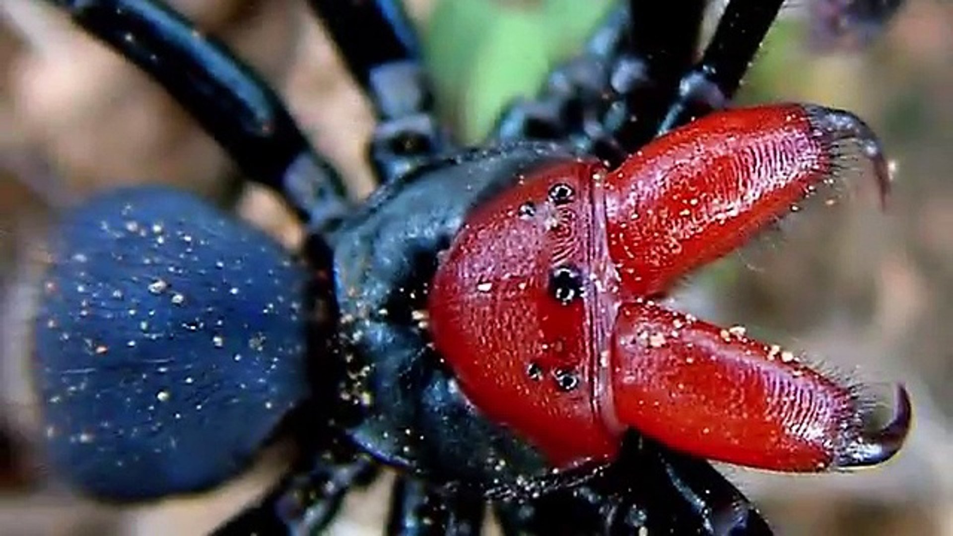 Красный самый опасный. Missulena occatoria. Австралийский красноспинный паук. Мышиный паук Missulena. Неядовитые пауки.
