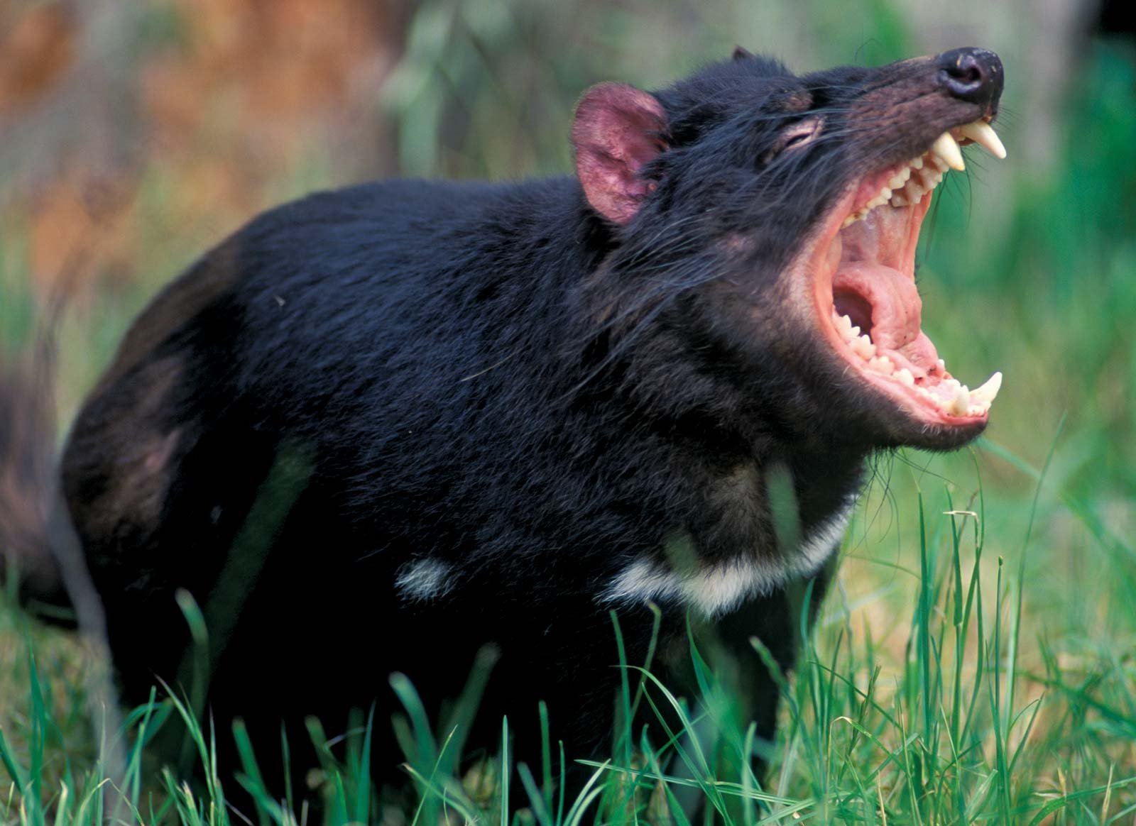 Черный зверь 1. Тасманийский сумчатый дьявол. Тасманский дьявол в Австралии. Сумчатый дьявол в Австралии. Австралия животные сумчатый дьявол.