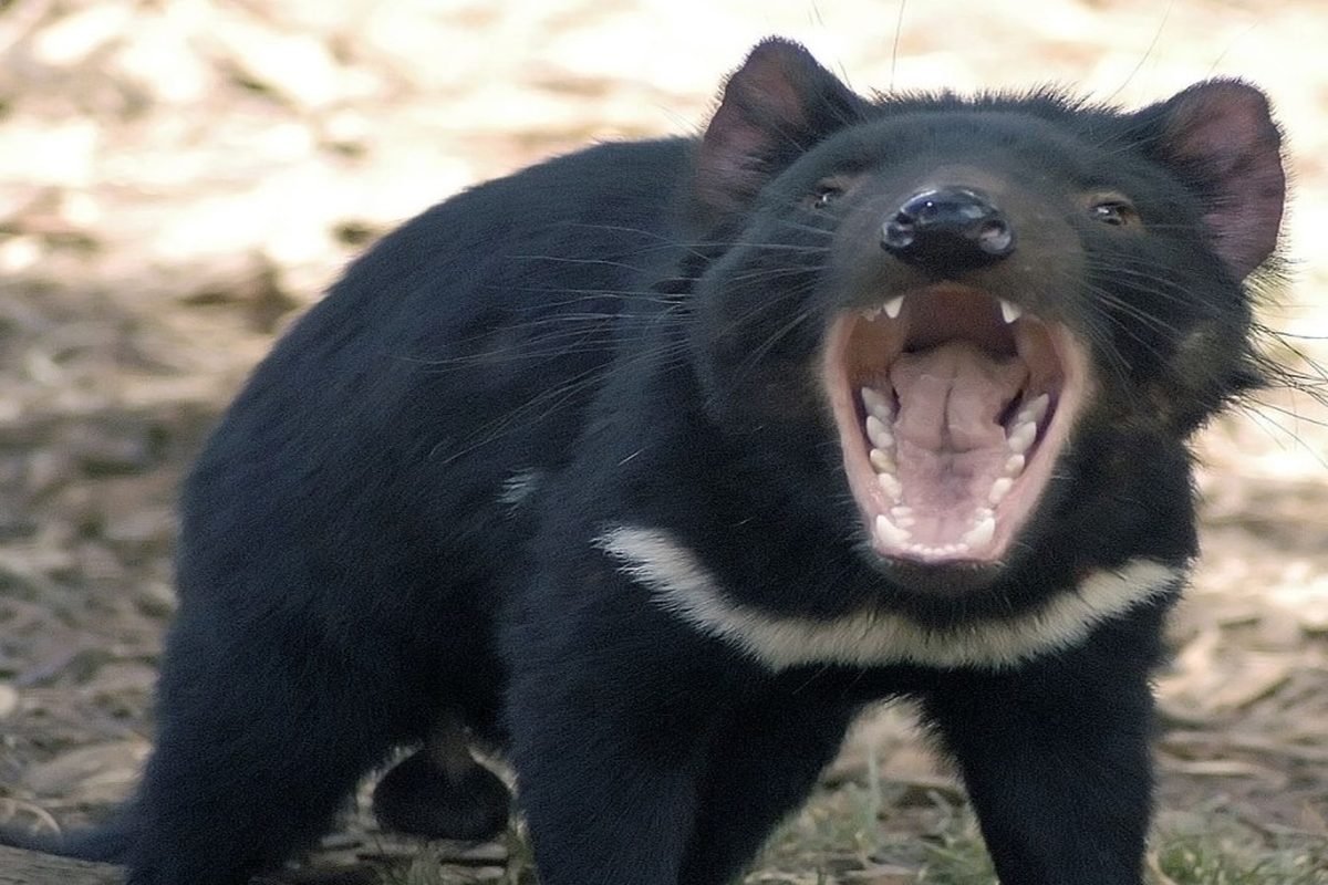 Тасманийский дьявол эндемики Австралии