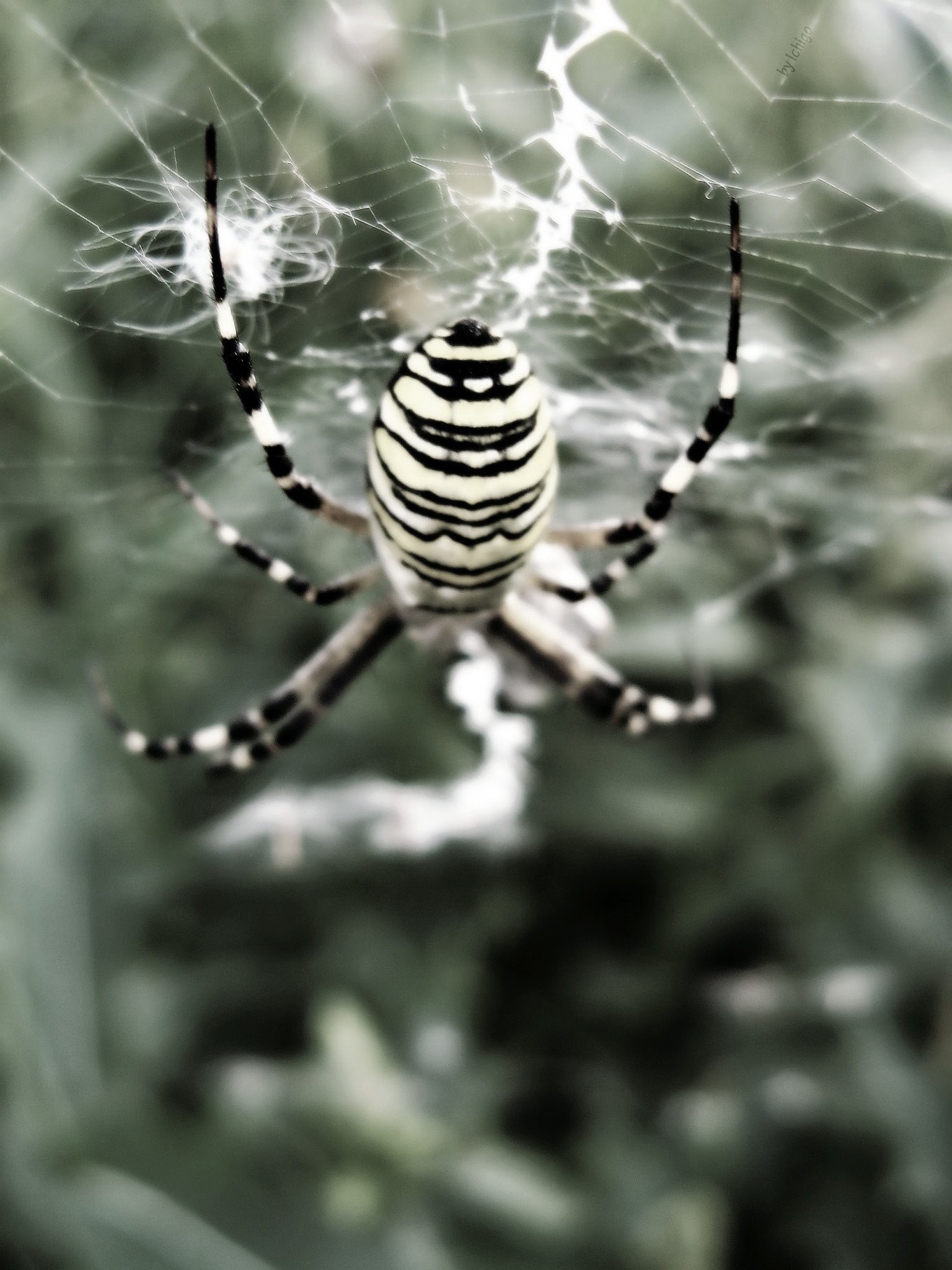 Белый паук с полосатыми лапками - 46 фото
