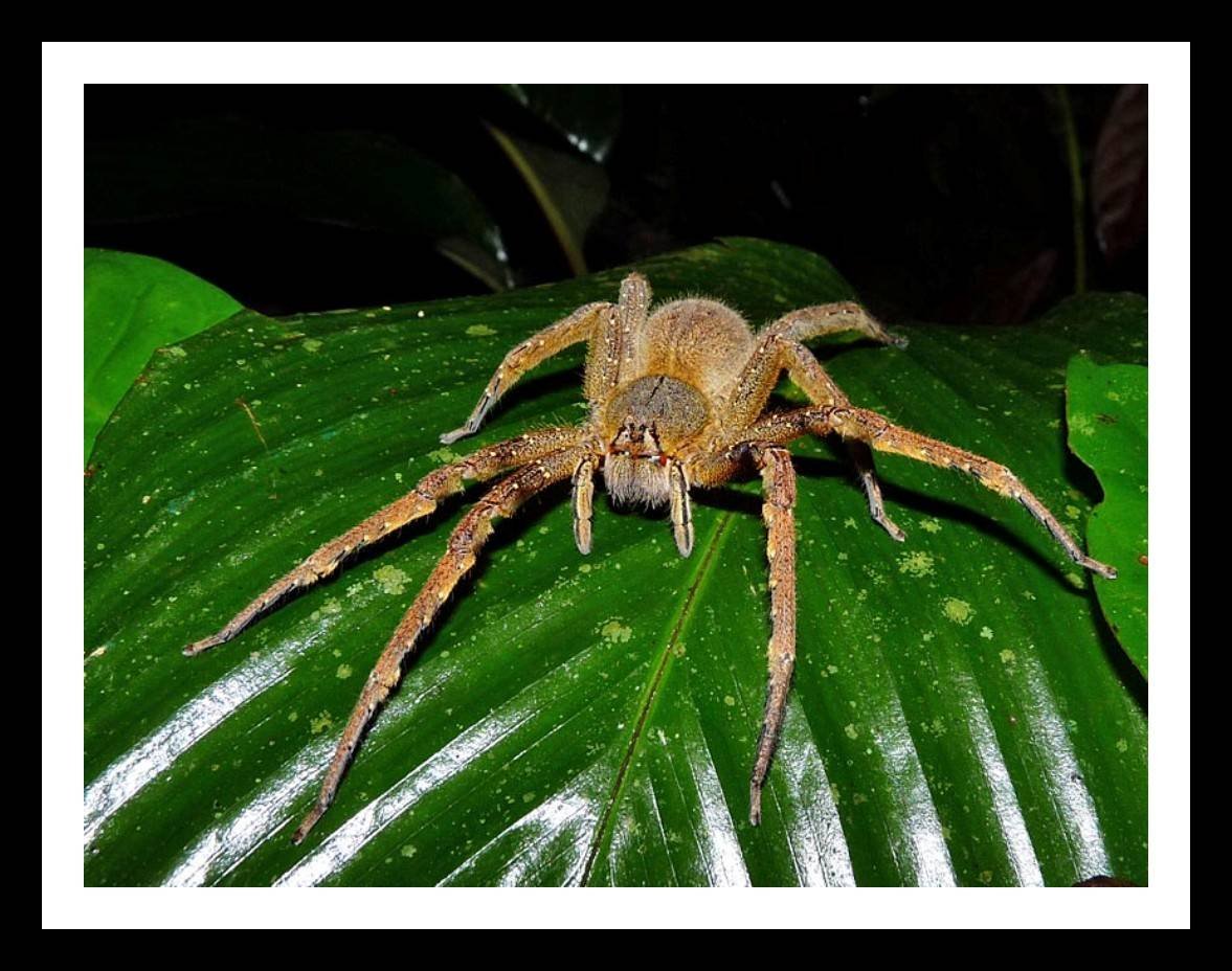 Самые самые паукообразные. Бразильский Странствующий паук. Бразильский блуждающий (Странствующий) паук. Ядовитый бразильский Странствующий паук. Странствующий паук Бразилии укус.