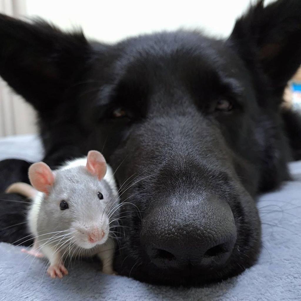 Дружба собаки и крысы