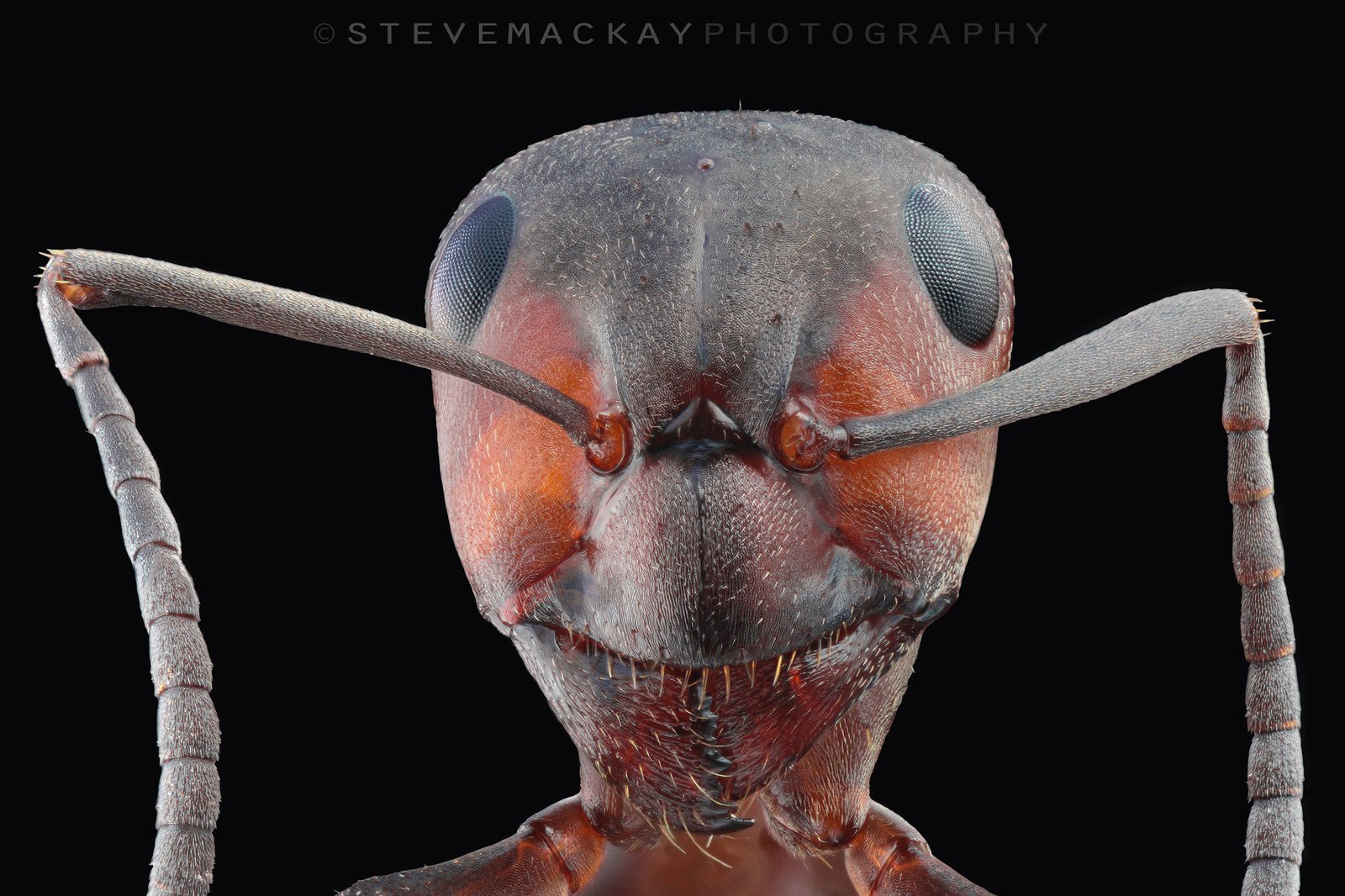 Ротовая полость насекомых. Мандибулы муравья. Зубы мошки под микроскопом. Челюсть гнуса под микроскопом. Мошка гнус под микроскопом.
