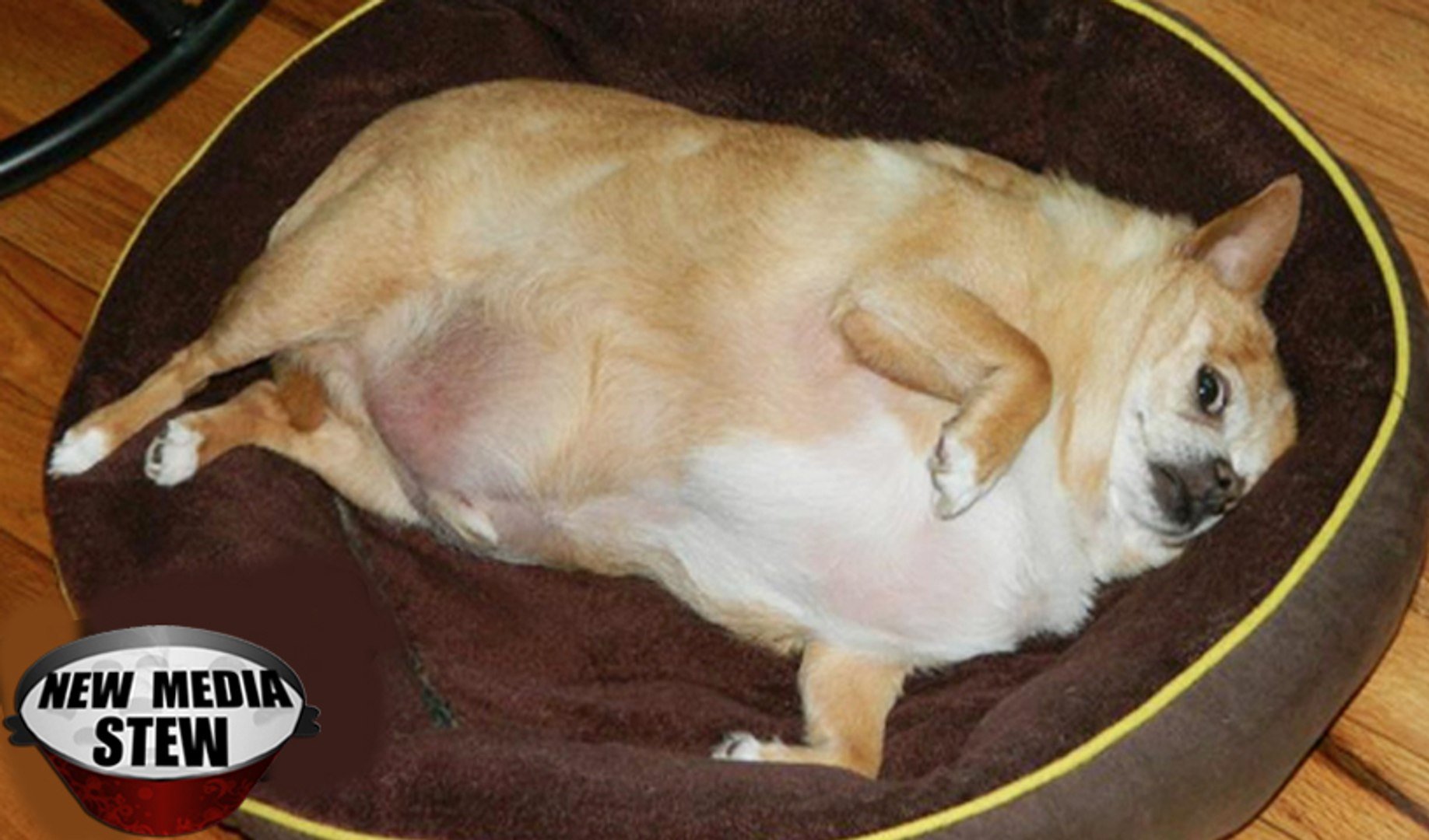 Толстая маленькая собака. Собака чихуахуа толстая. Ожиревший чихуахуа. Маленькая толстая собака.