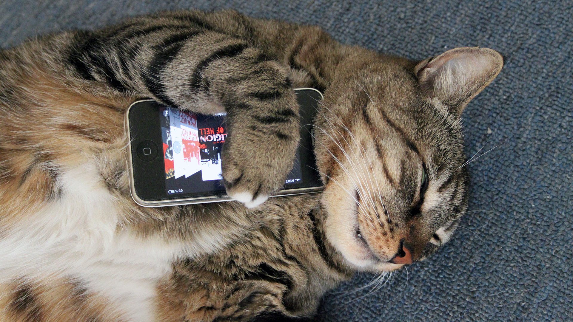 На телефоне включи кот. Кошка с телефоном. Котик с телефоном. Кошка с айфоном. Кошечка с телефоном.