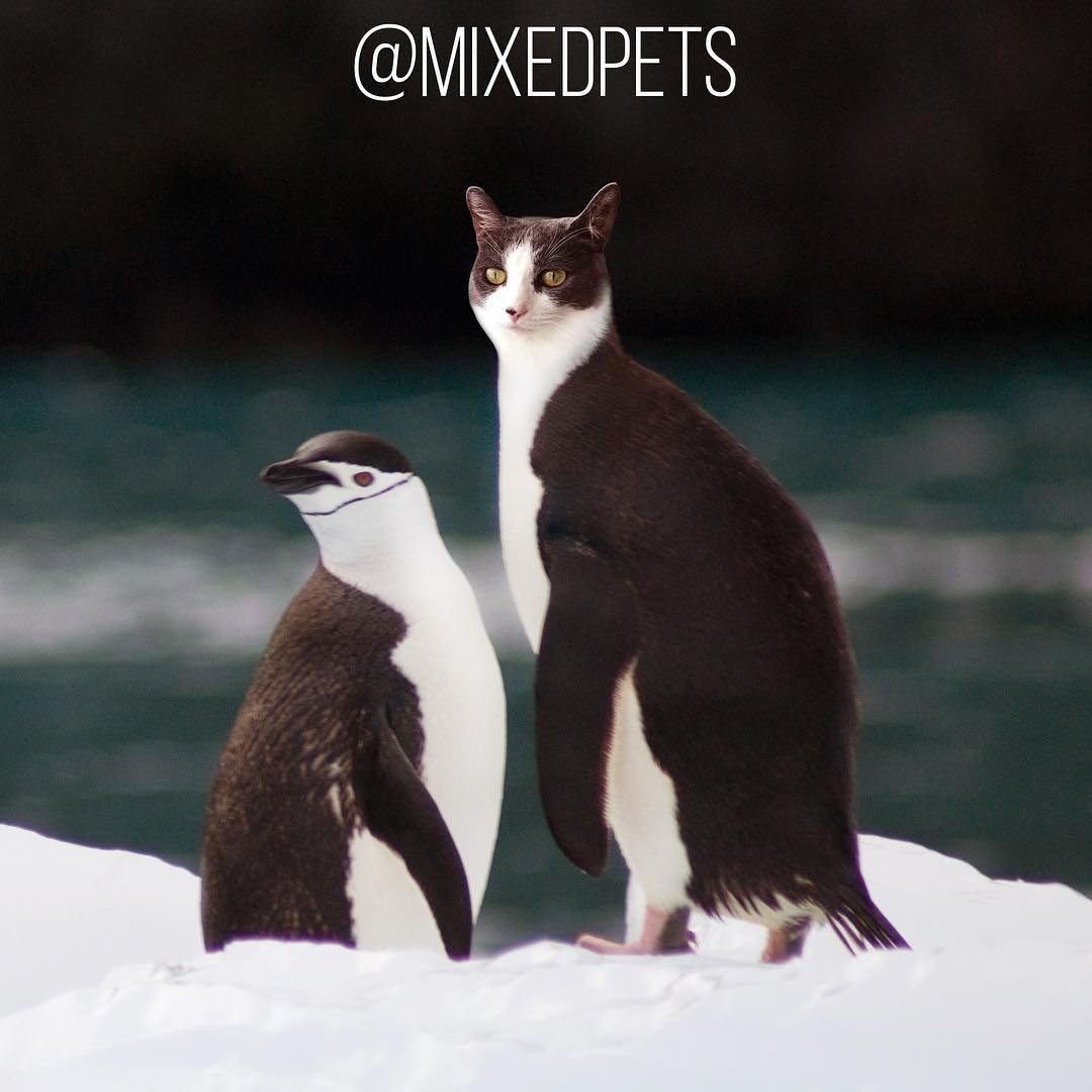Котик и Пингвин