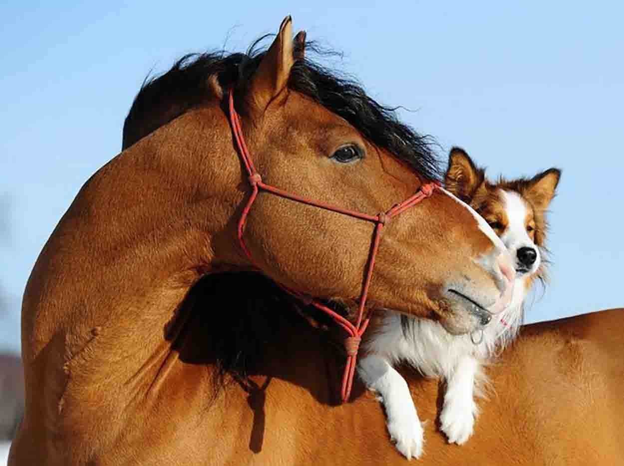 Лошадь прикольные картинки. Прикольные лошади. Лошадь и собака. Милые лошади. Лошадь прикол.
