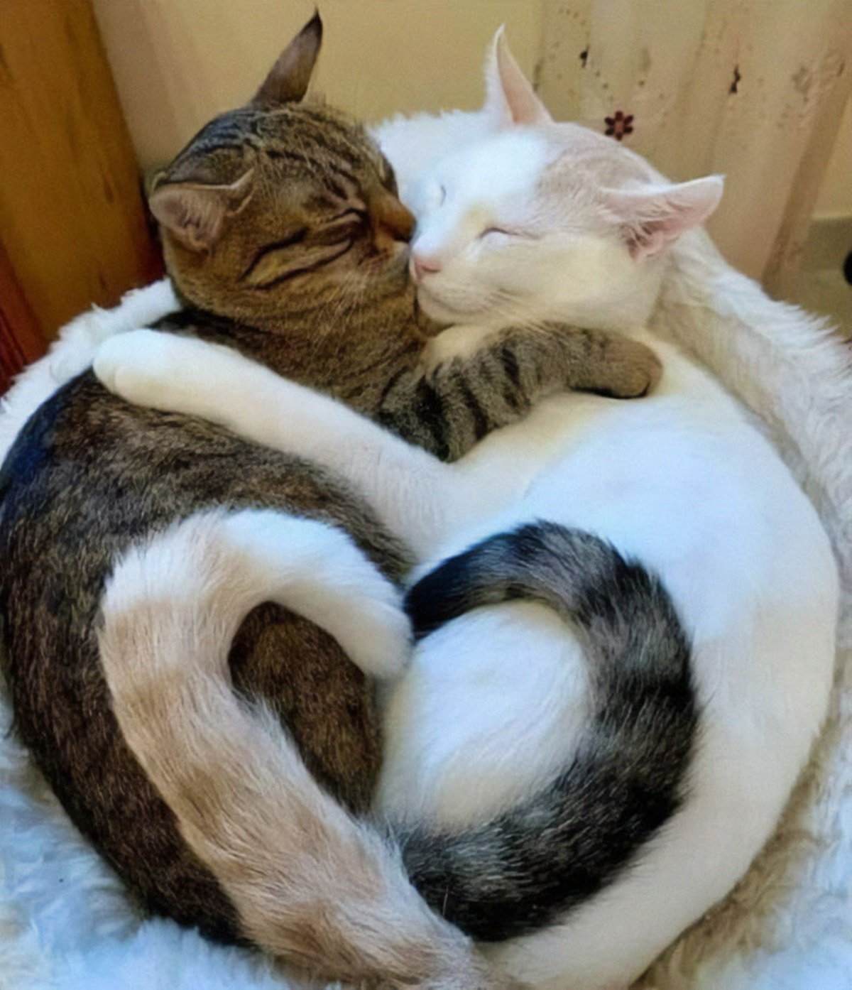 Друг кисы. Котик обнимает. Котики обнимаются. Два котика. Кошки обнимашки.