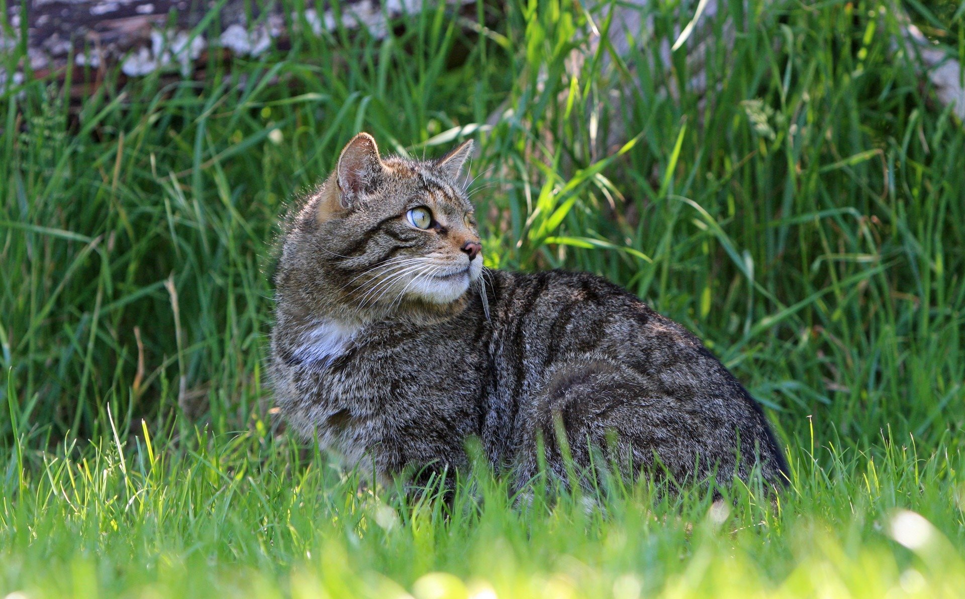 Лесная дикая кошка в экосистеме. Европейский Лесной кот камышовый. Шотландская Дикая Лесная кошка. Европейская Дикая Лесная кошка. Кавказский дикий Лесной кот.