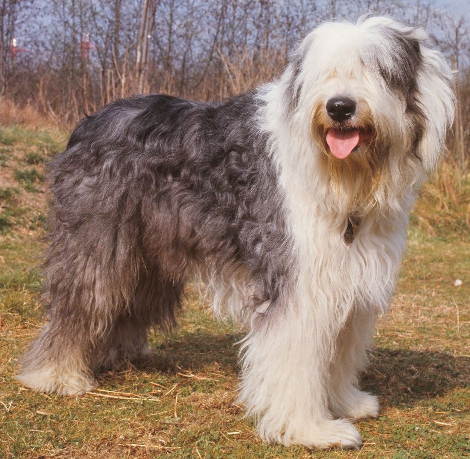 Бобтейл собака Южнорусская овчарка