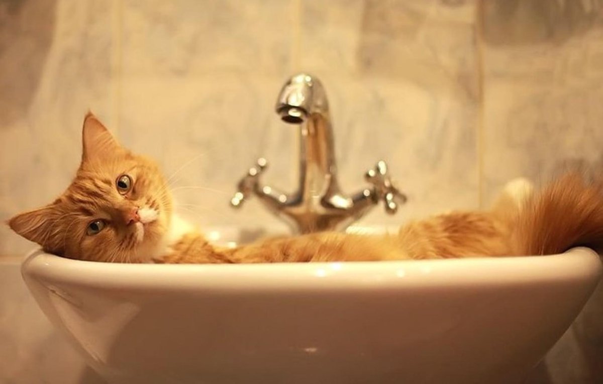 Рыжий кот в ванной