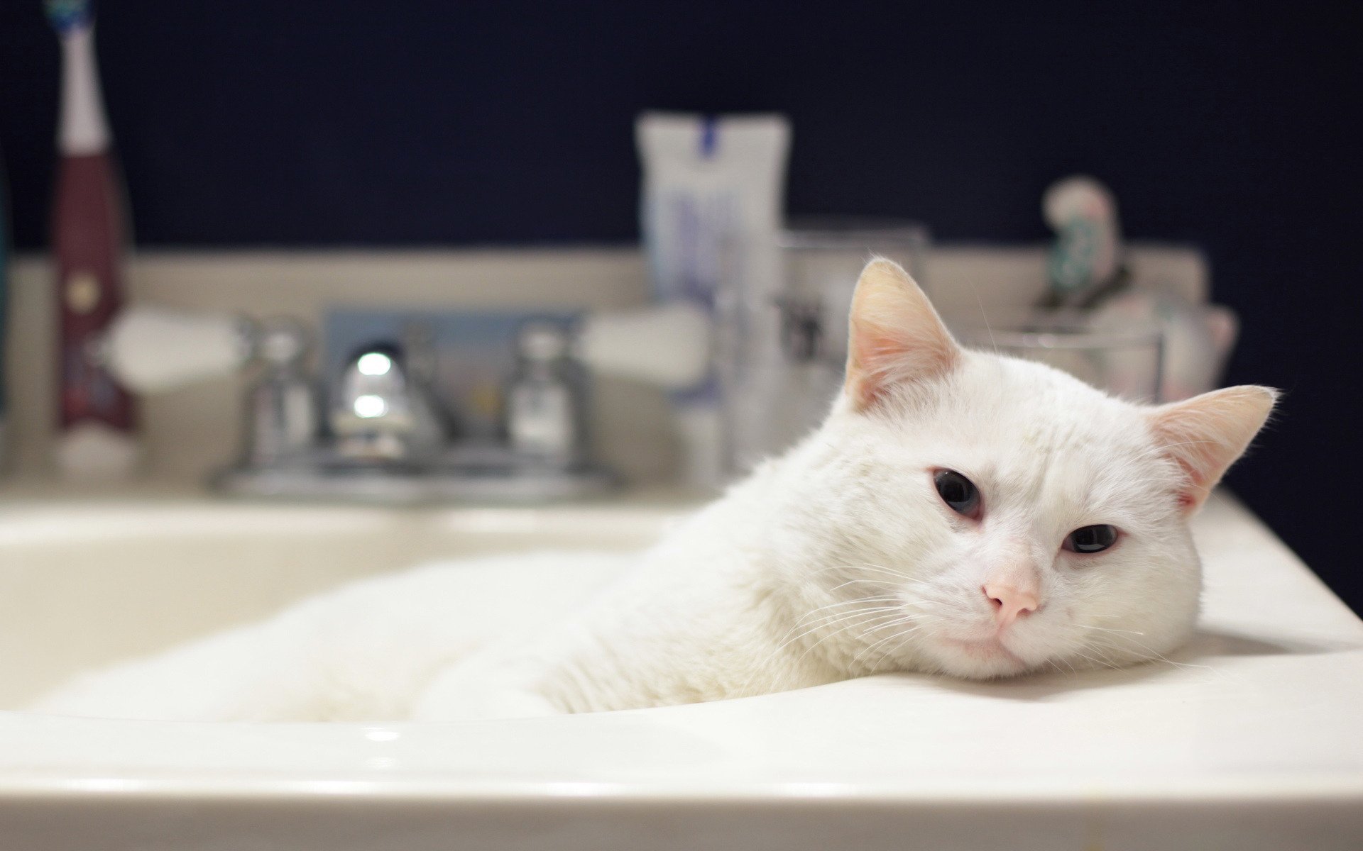 Котик в ванне. Котик в ванной. Кот в ванне. Белая кошка в ванной. Белый котик.