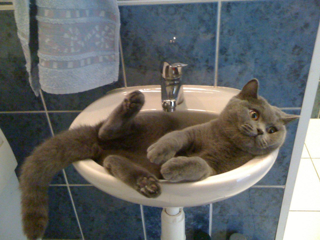 Котик в ванне. Кот в ванне. Кот в умывальнике. Коты в раковине. Кошка моется.