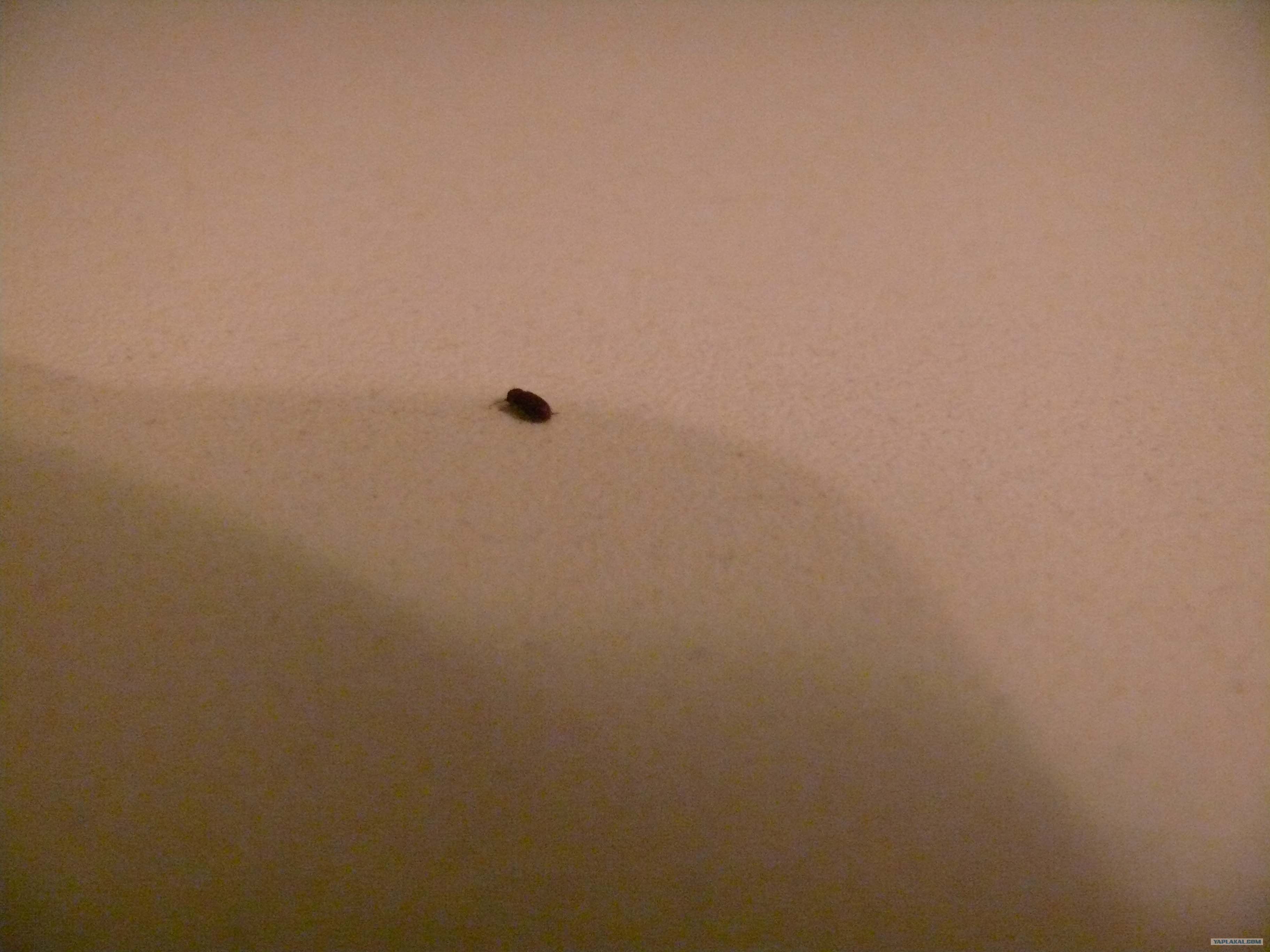 Личинки жуков кожеедов в квартире фото