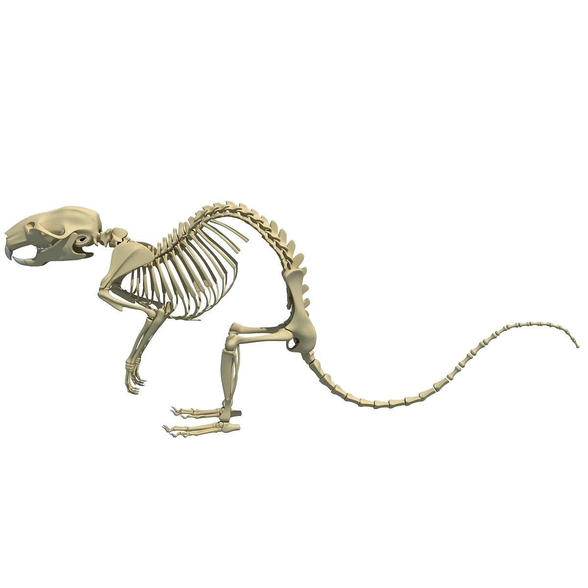 Скелет мыши фото с описанием костей
