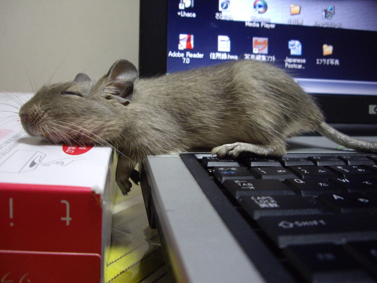 Рабочая мышь. Мышь дегу. Умная крыса. Мышь прикольная. Смешные мышки.
