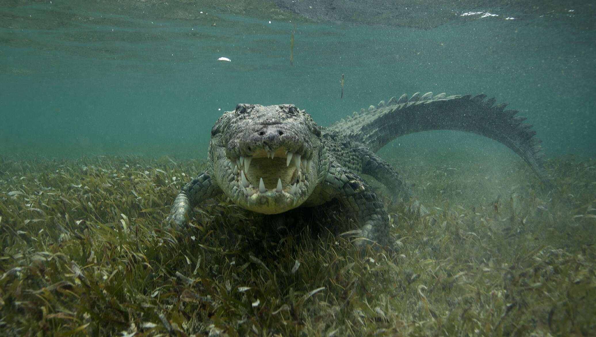 Крокодил самый опасный хищник. Гребнистый крокодил в море. Водные хищники. Морские существа. Опасные морские животные.