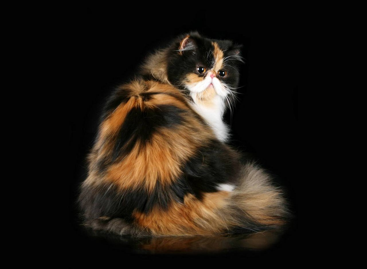 Трехшерстная Персидская кошка. Порода кошки Сибирская черепаховая. Персидская черепаховая кошка. Трехцветная черепаховая кошка. Черепаховый цвет