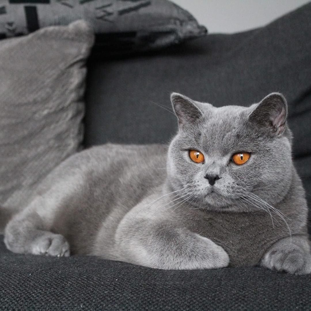 Породы кошек серая британская. Картезианская кошка британец. Британский короткошерстный кот серый. Британская короткошёрстная кошка голубая. Британский короткошерстный кот голубой.