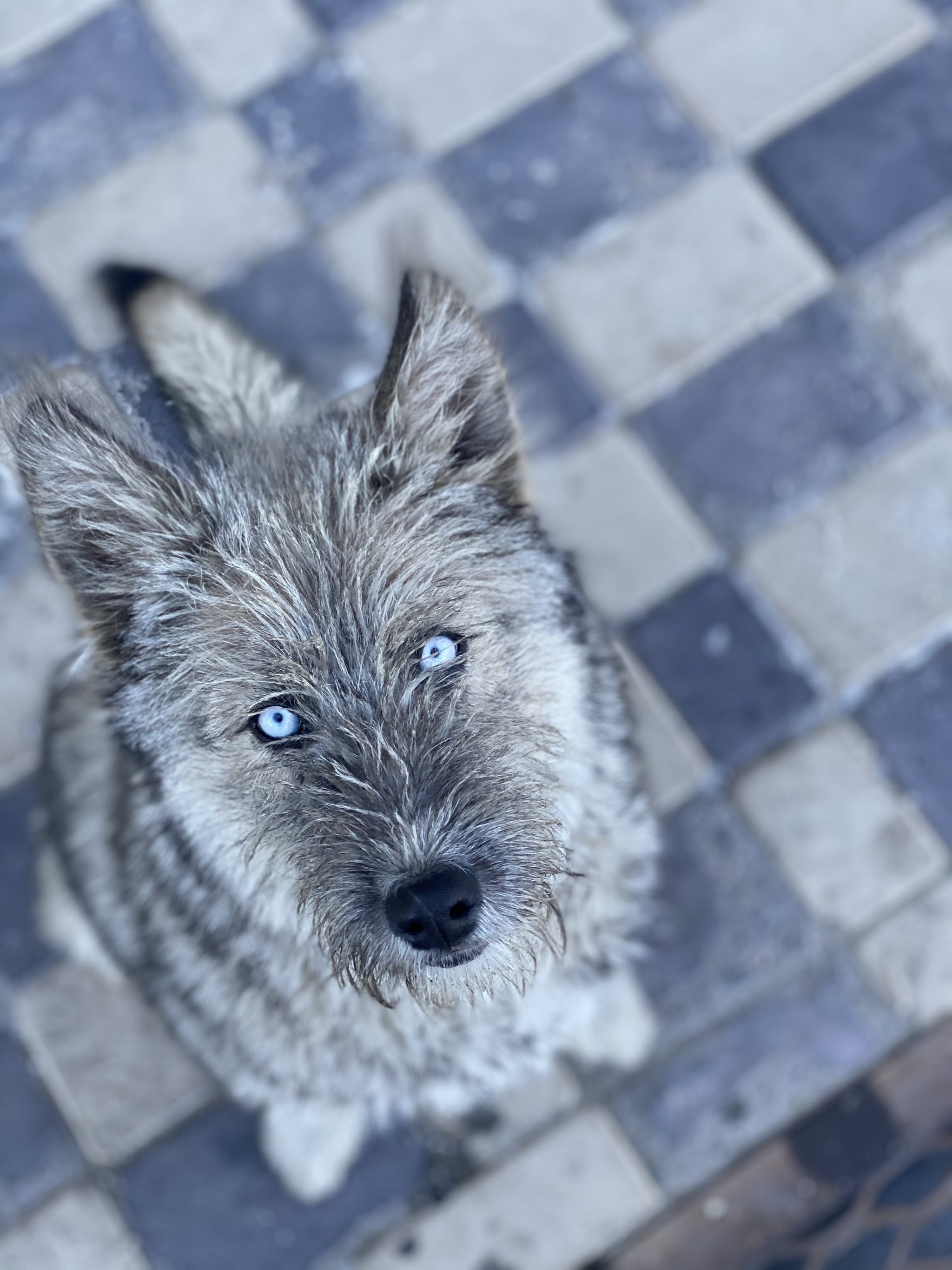 Серая собака с голубыми глазами