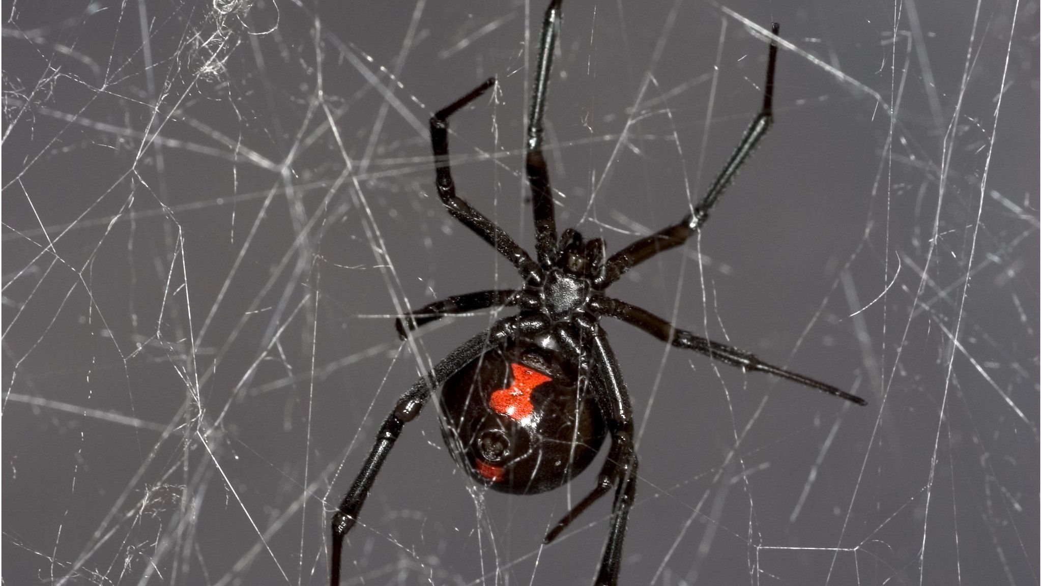 У какого паука черная паутина. Чёрная вдова паук паутина. Чёрная вдова паук паутина черная. Каракурт паук паутина. Паук черная вдова пацьина.